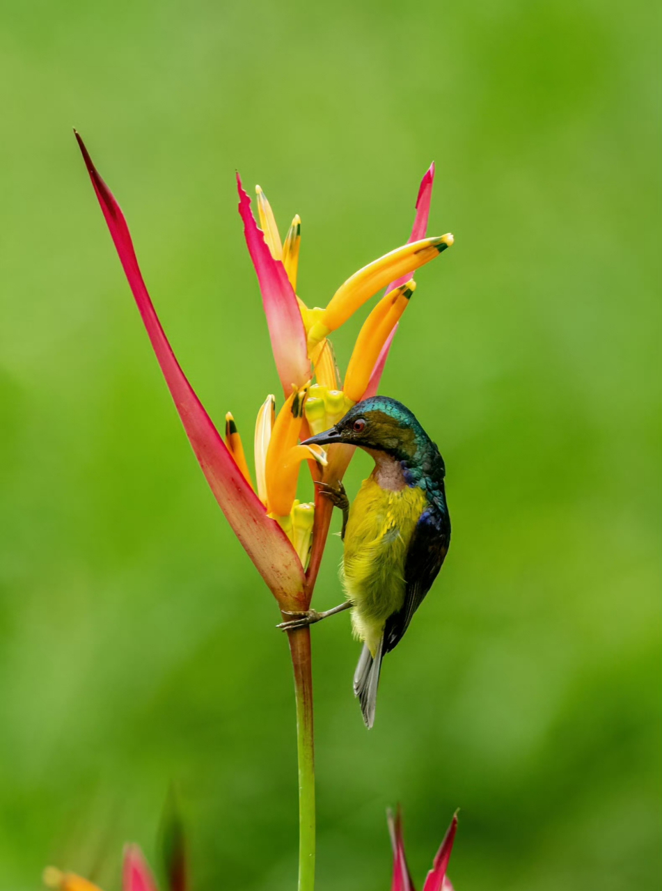 褐喉食蜜鸟(雄) 现在中国科学院西双版纳热带植物园里褐喉食蜜鸟比较