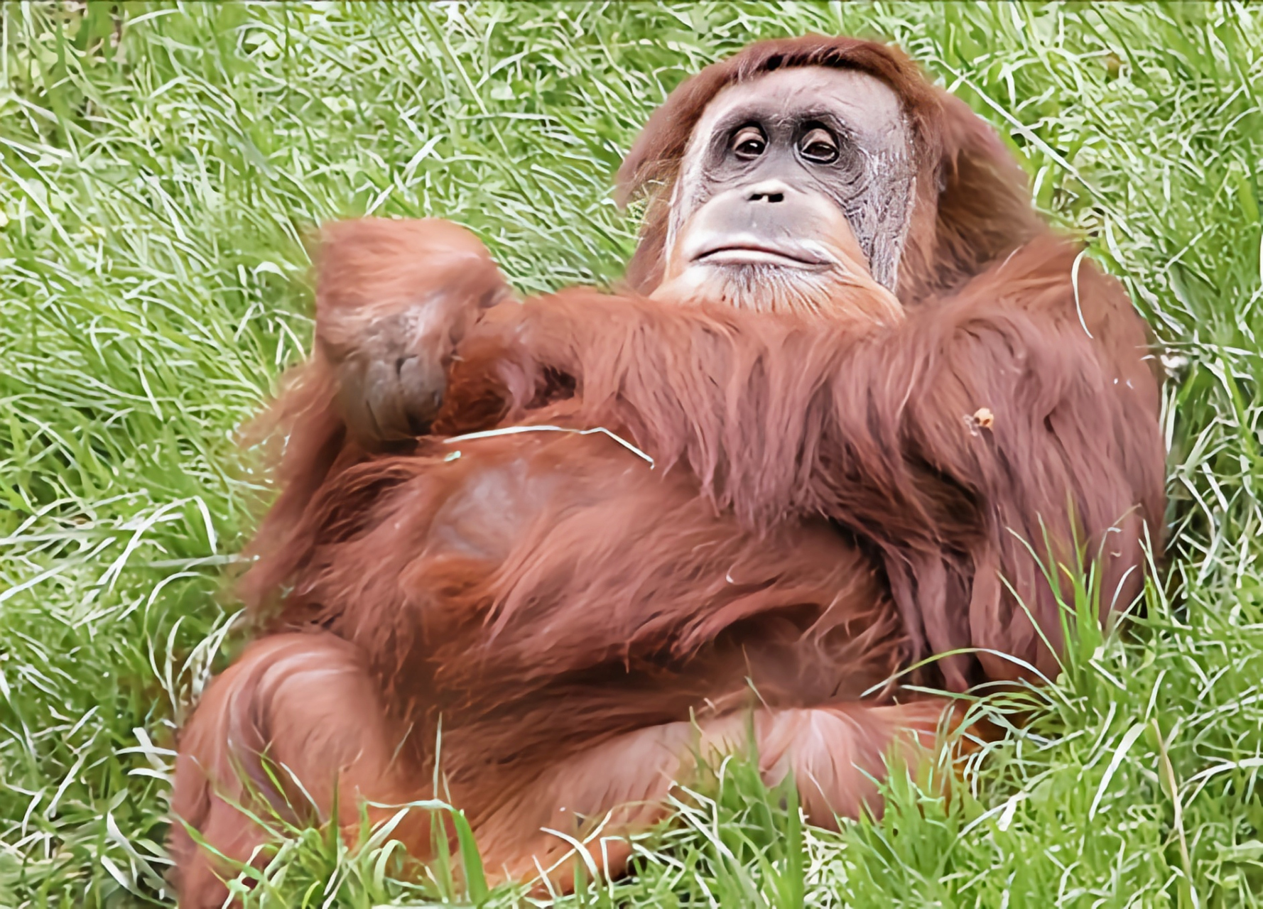 每天认识一种动物——婆罗洲猩猩 婆罗洲猩猩别名红毛猩猩,人科,猩猩