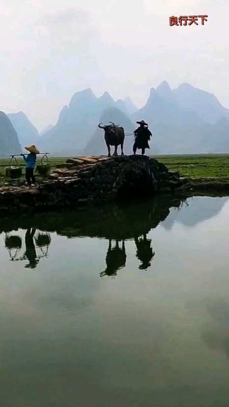 牵着牛儿过桥这就是山区的生活-度小视