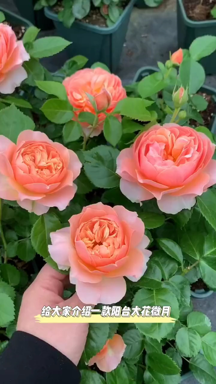 杏色露台月季阳台花