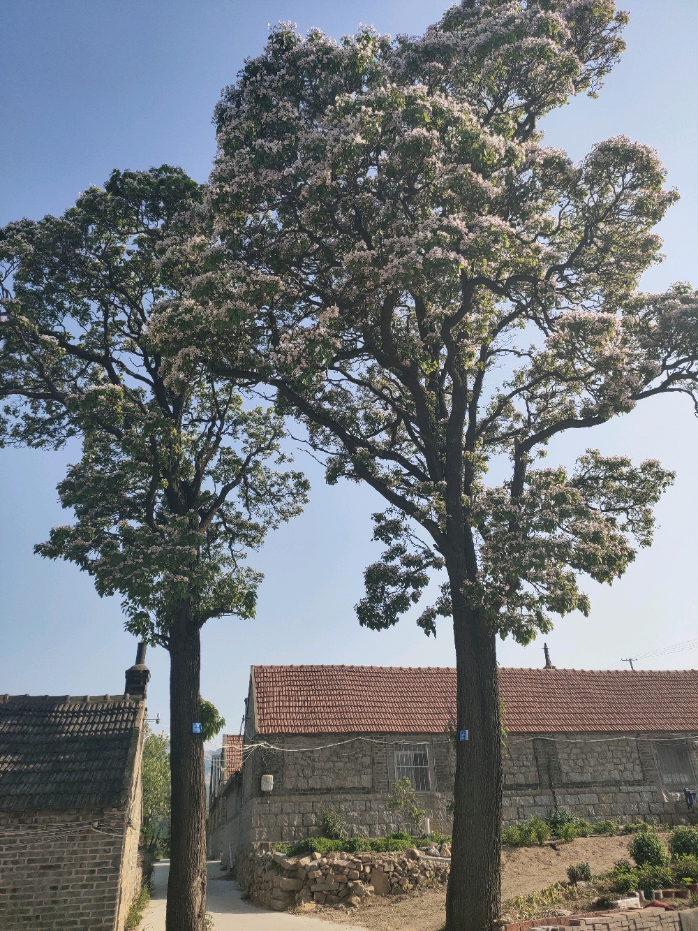 百年楸树花正开