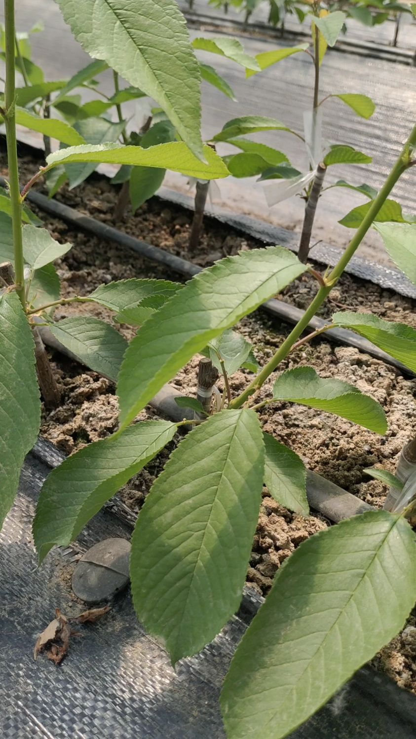 组培吉塞拉砧木嫁接新优品种大樱桃苗长势良好!