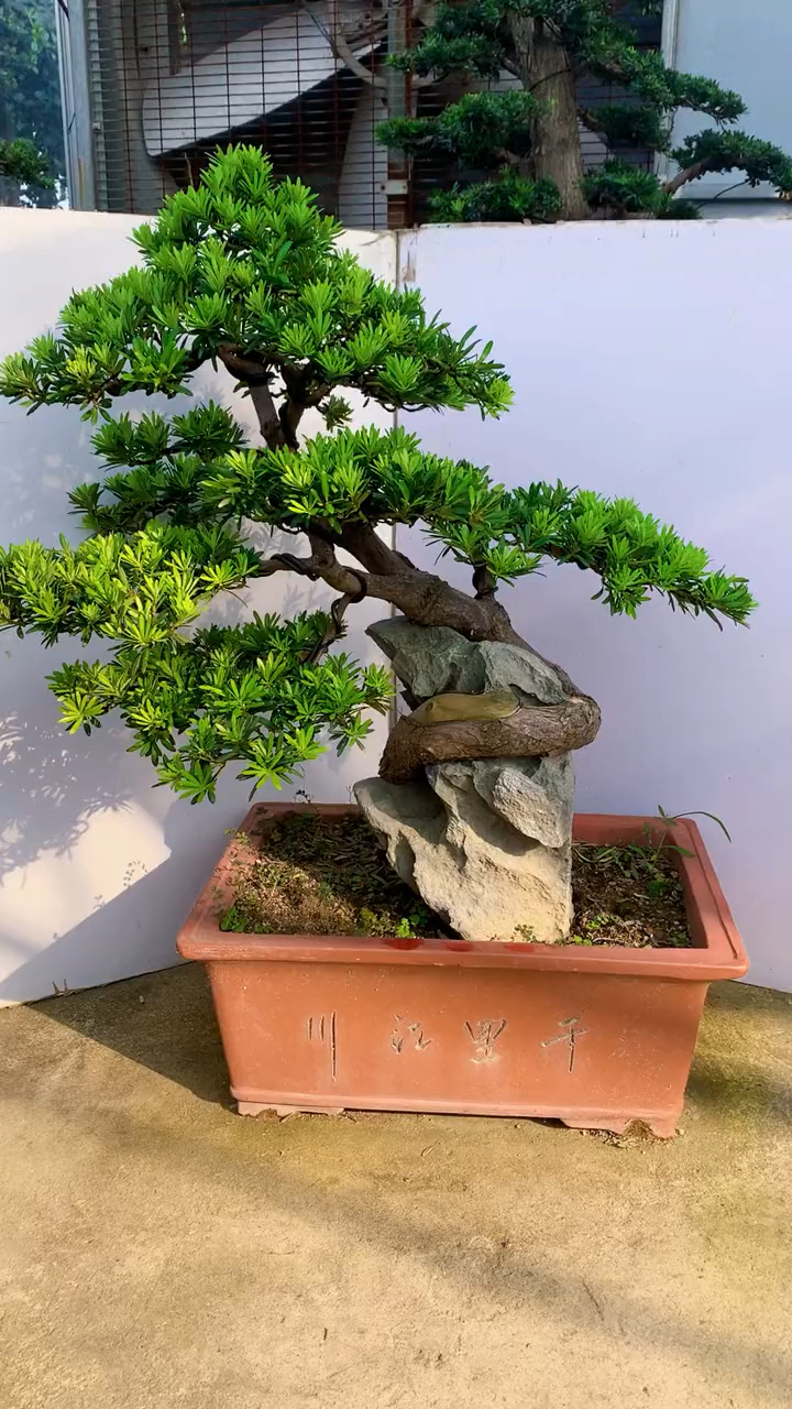 精品提根附石罗汉松