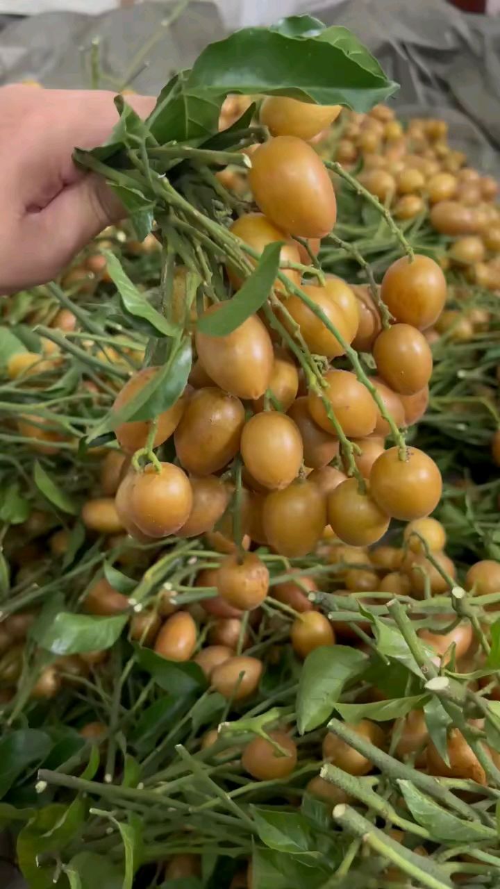 广东的岭南佳果一鸡心黄皮属于乡村夏天的甜蜜