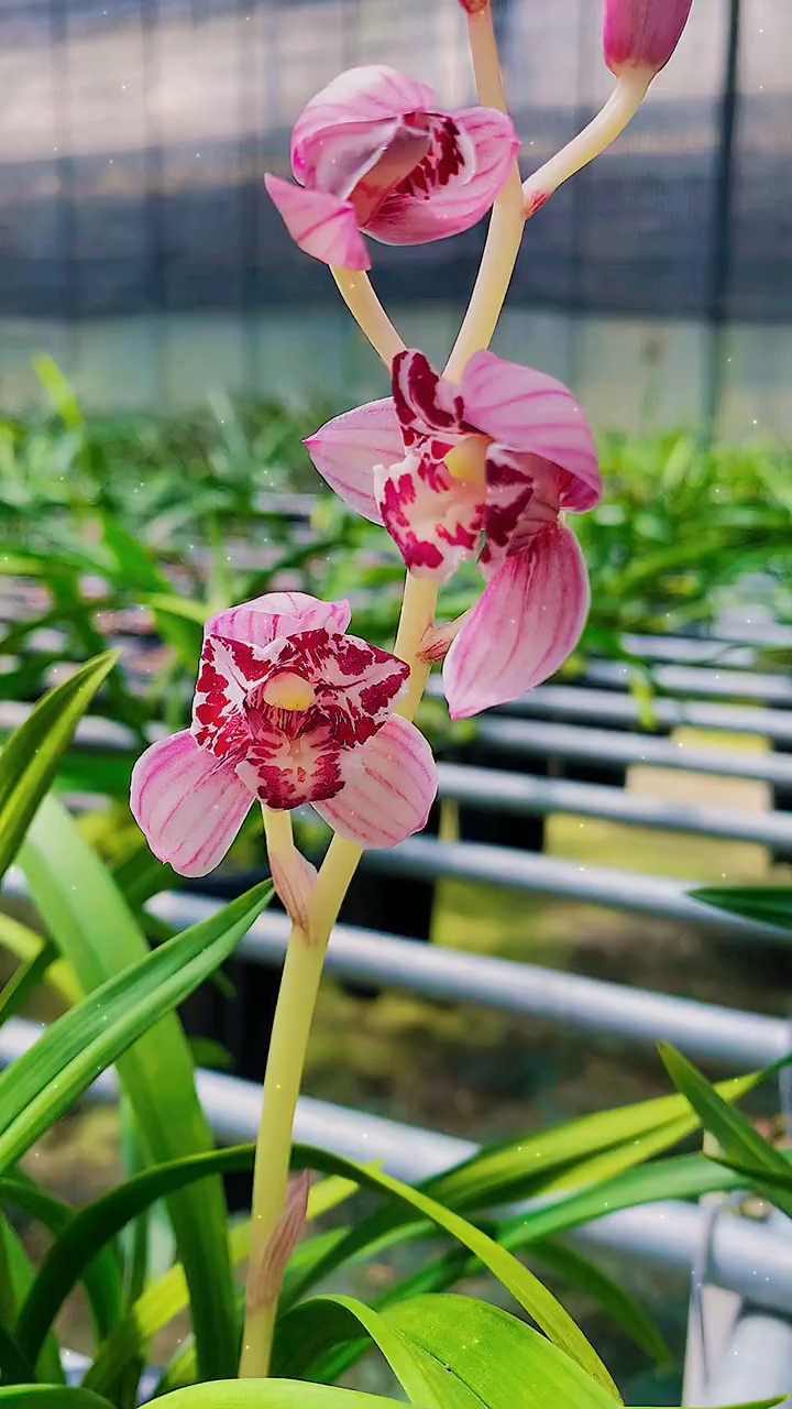 建兰红玉三星又称凤舞九天