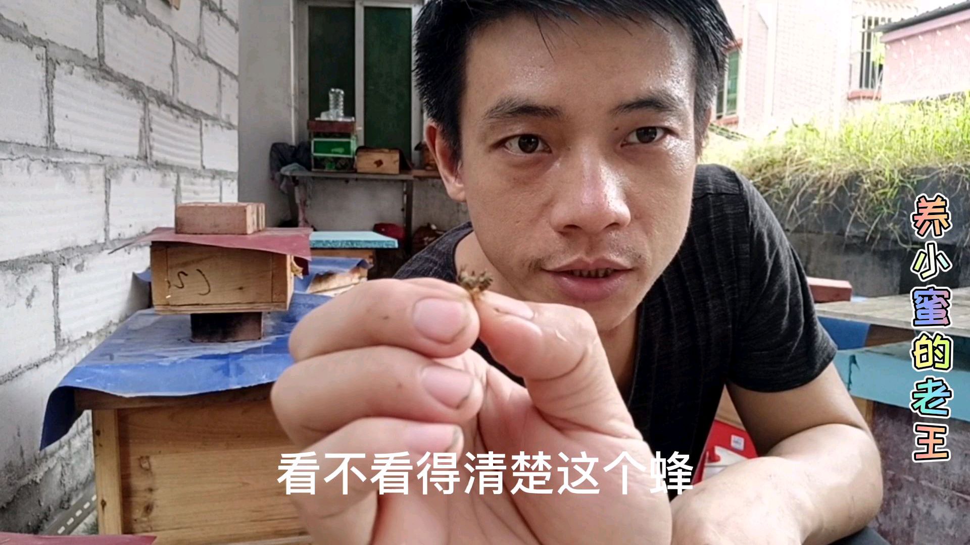 中蜂箱外观察第二节,观察中毒爬蜂分蜂的区分方式和中毒解决办法