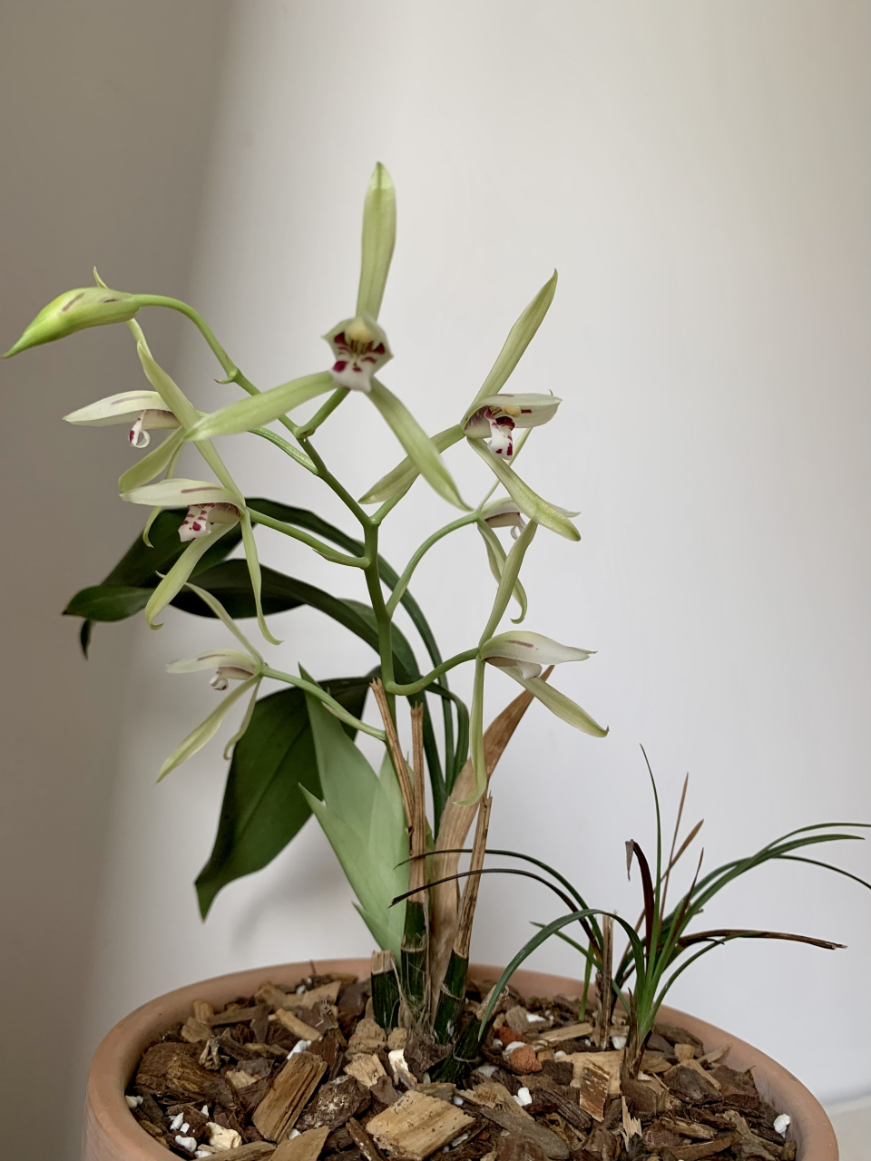 我的兔耳兰开花啦!