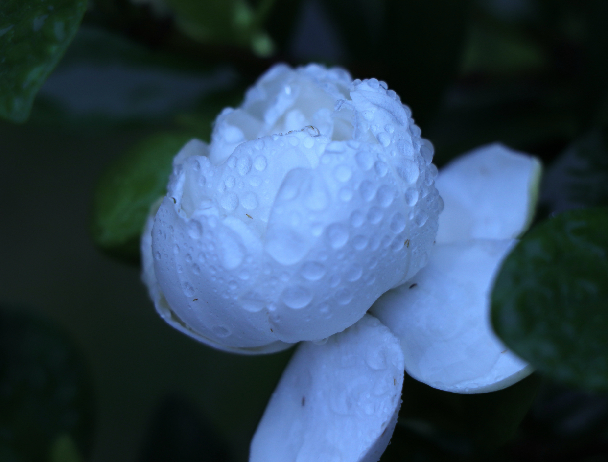 雨中栀子开,淡雅透骨香!