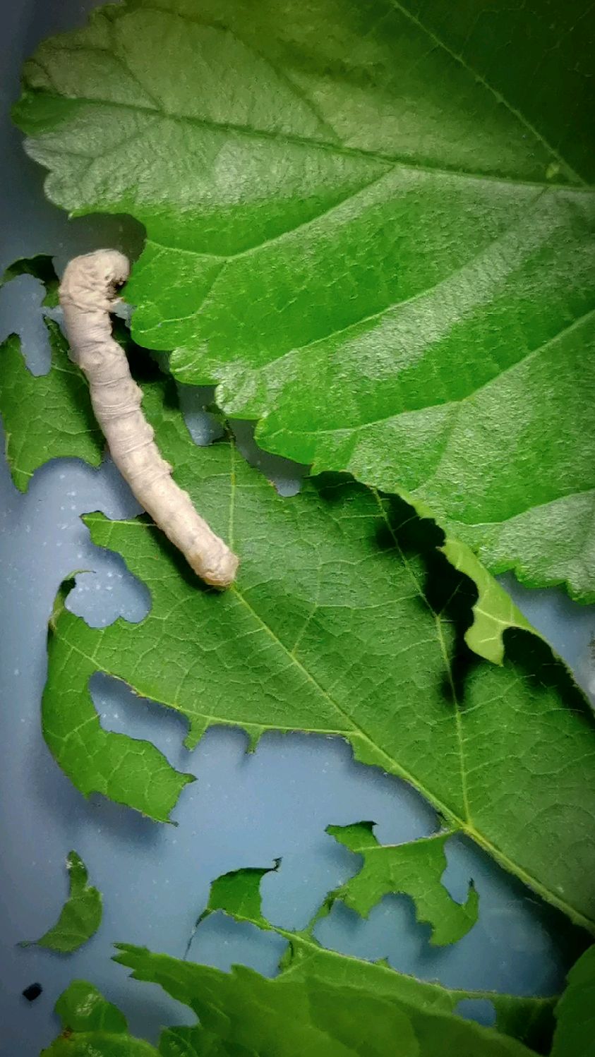 看蚕宝宝吃桑叶,是不是很治愈呀