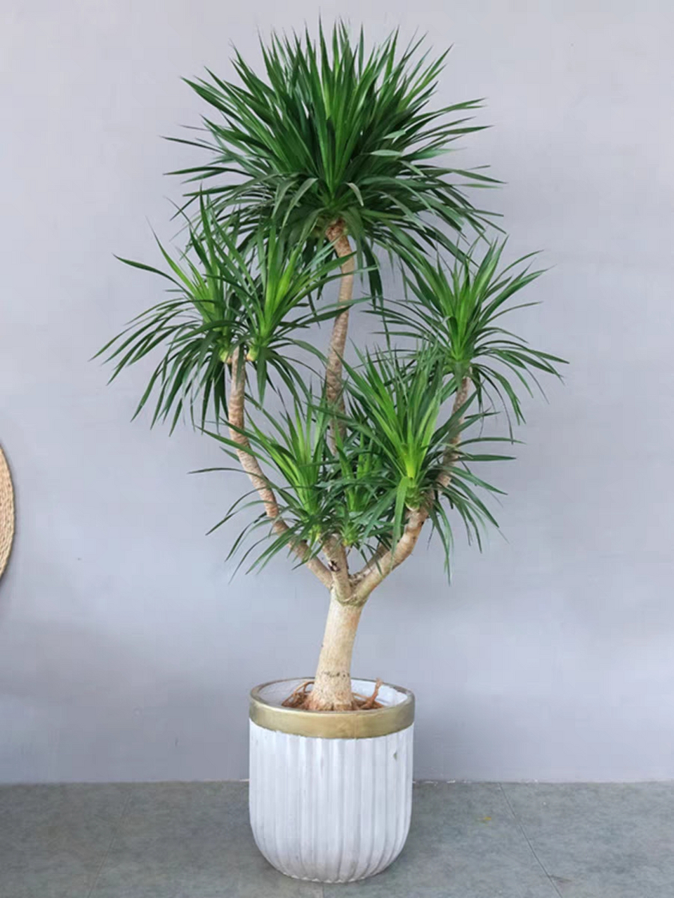 寓意是多福多寿,平安健康,保佑子孙,再加上外形好像一盆漂亮的盆景,养