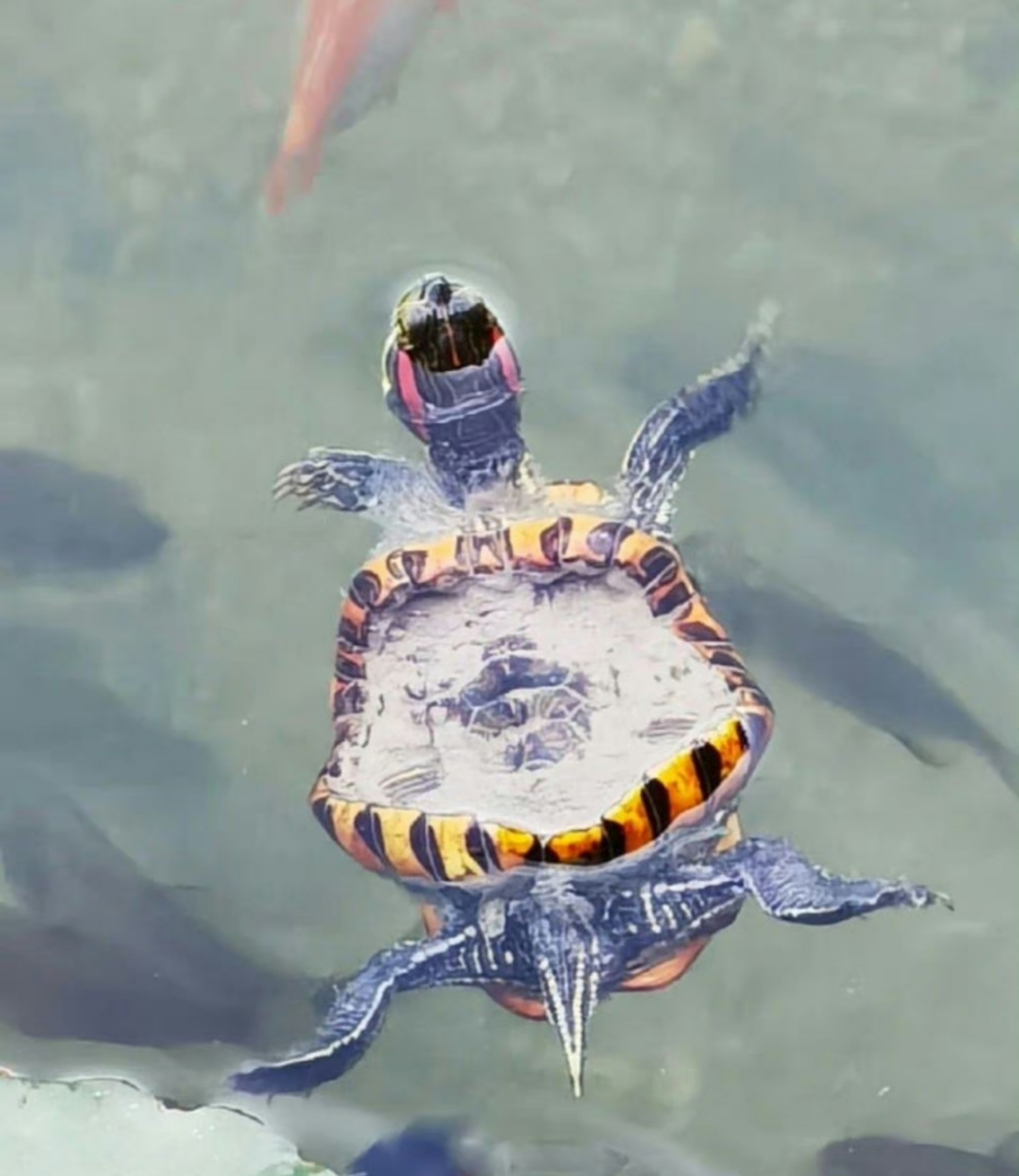 你见过市场上卖的那种彩绘的小乌龟长大后的样子吗?