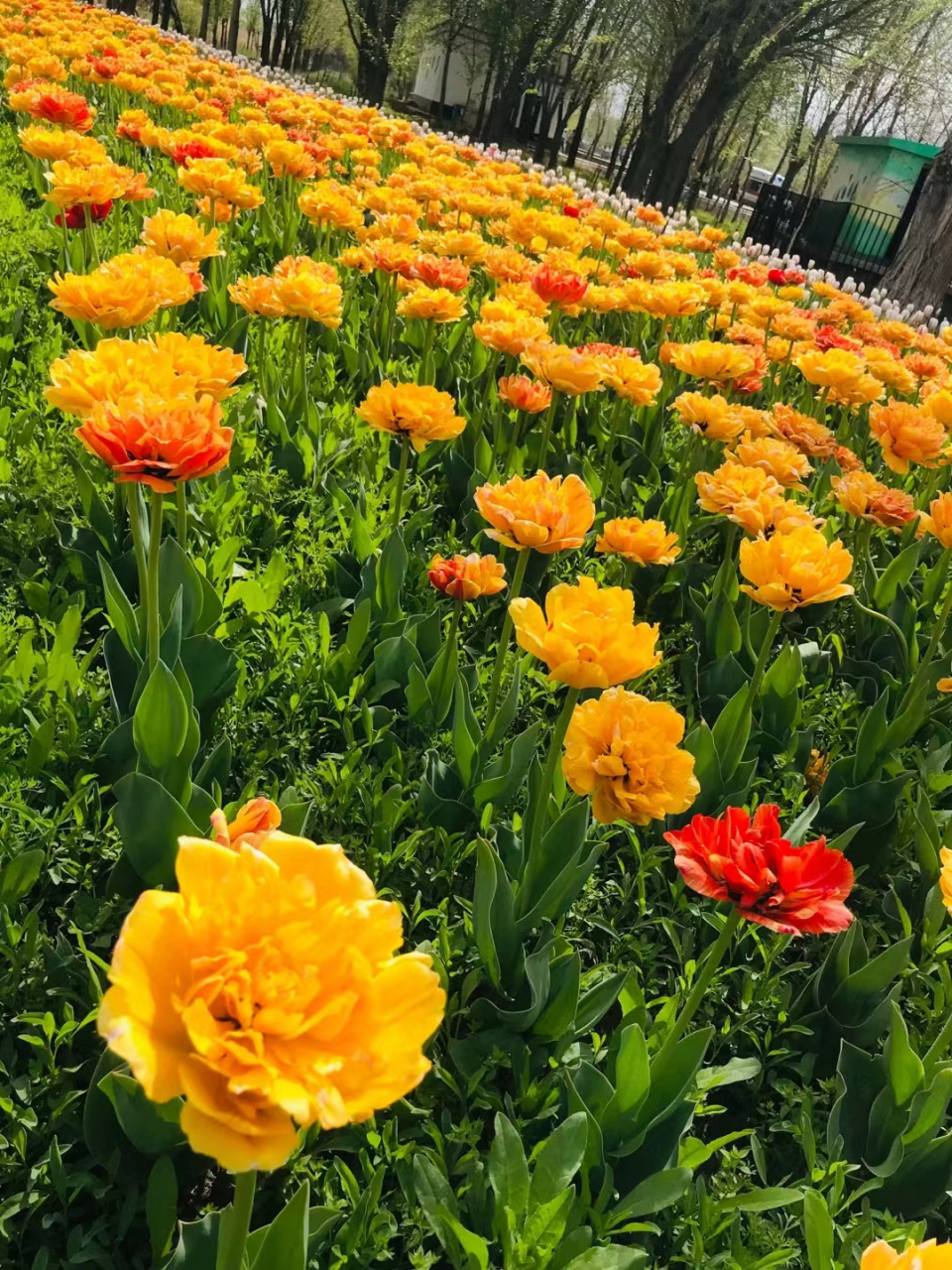 三年没回来了,家门口的郁金香正开的惊艳,新疆五家渠郁金香基地,在