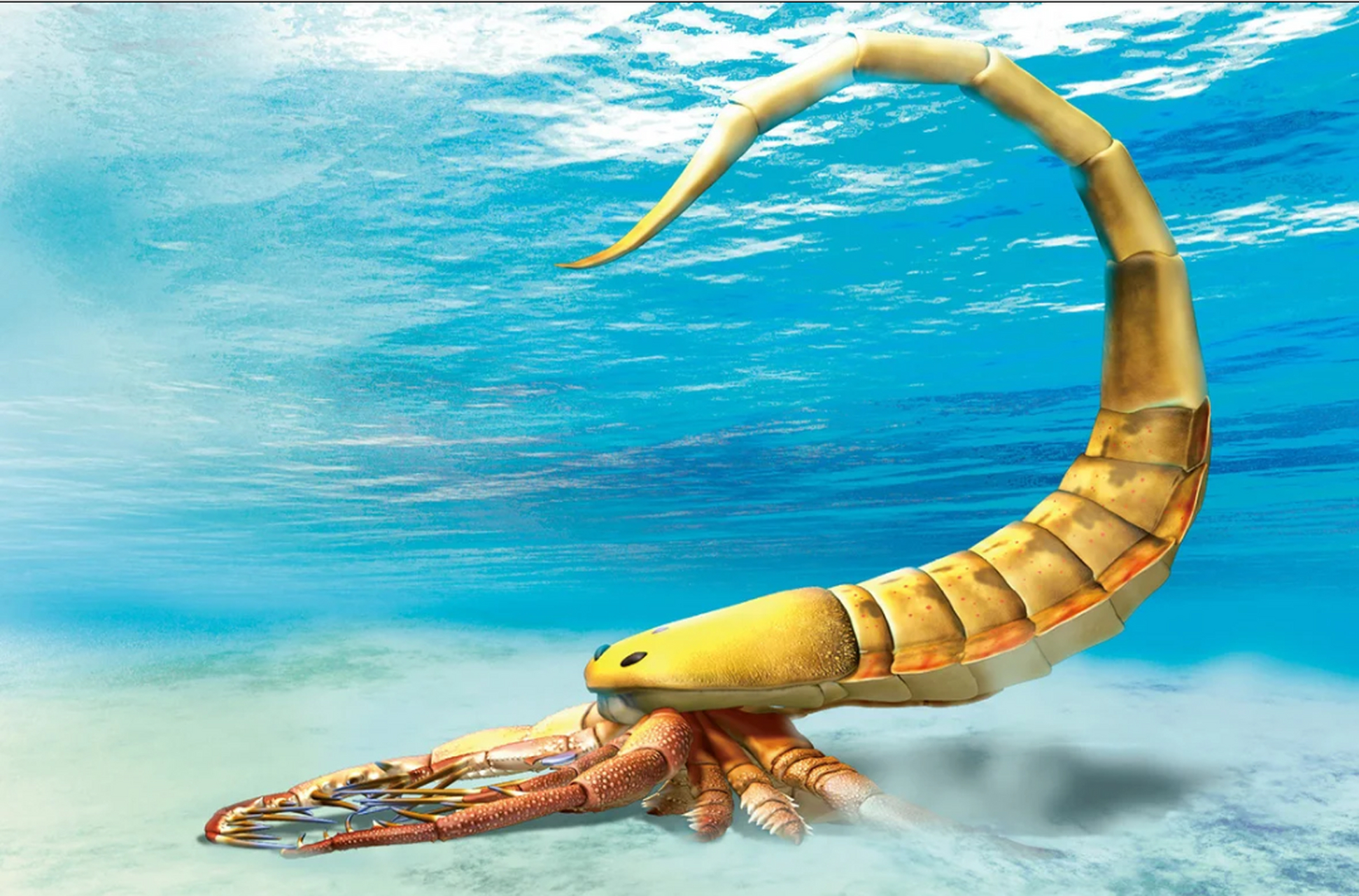 远古生物探秘——混海鲎 混海鲎一名字有点不正经,好像有种海洋"混世