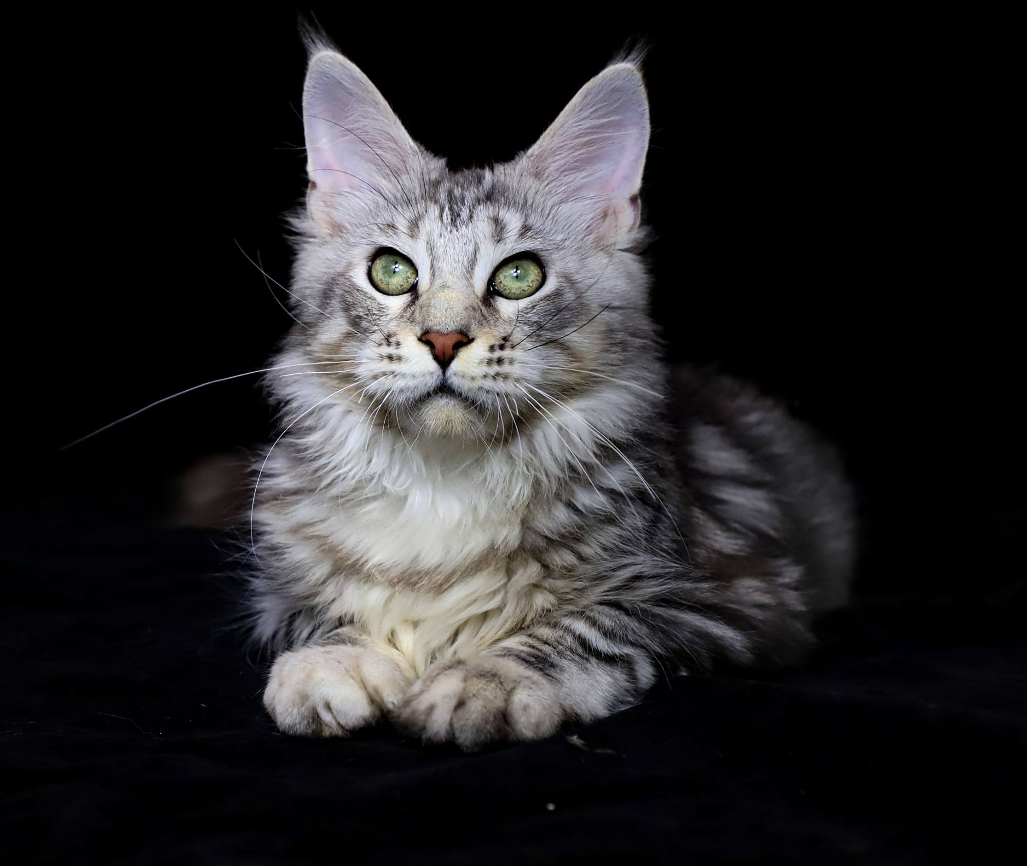 易烊千玺同款猫猫,缅因银虎斑