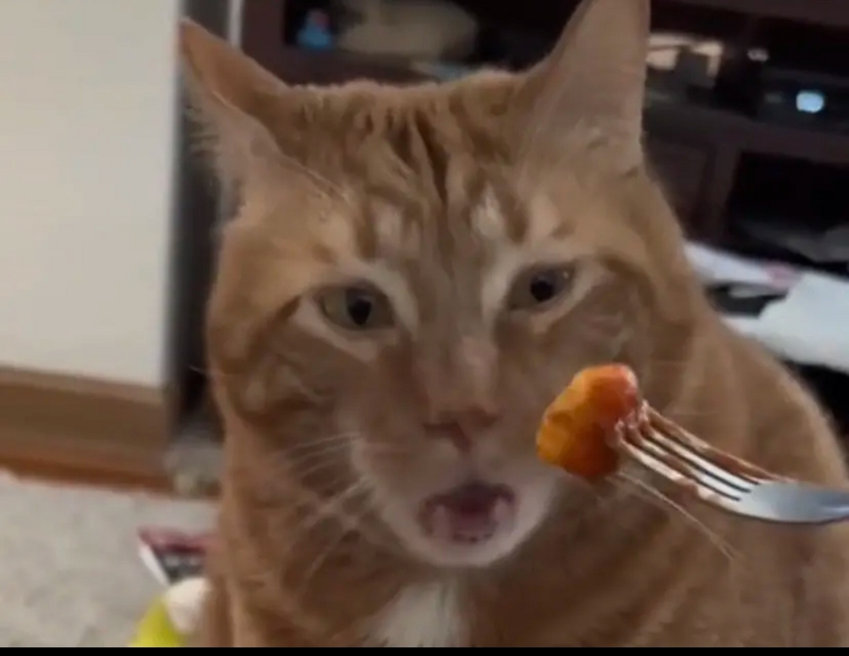 猫:什么东西,我要yue了#趣图搞笑