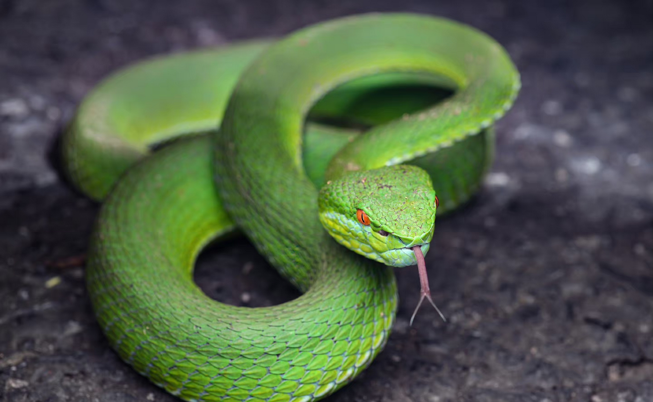 最美的十种蛇图片