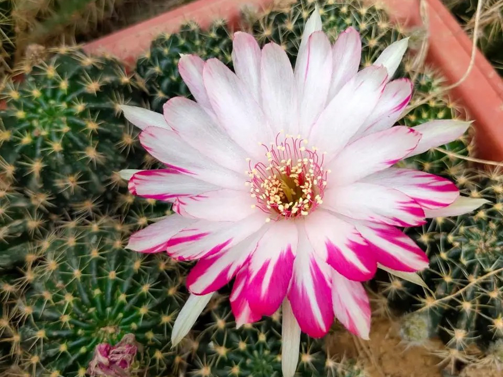 好别致的一朵花,花友分享的丽花仙人球