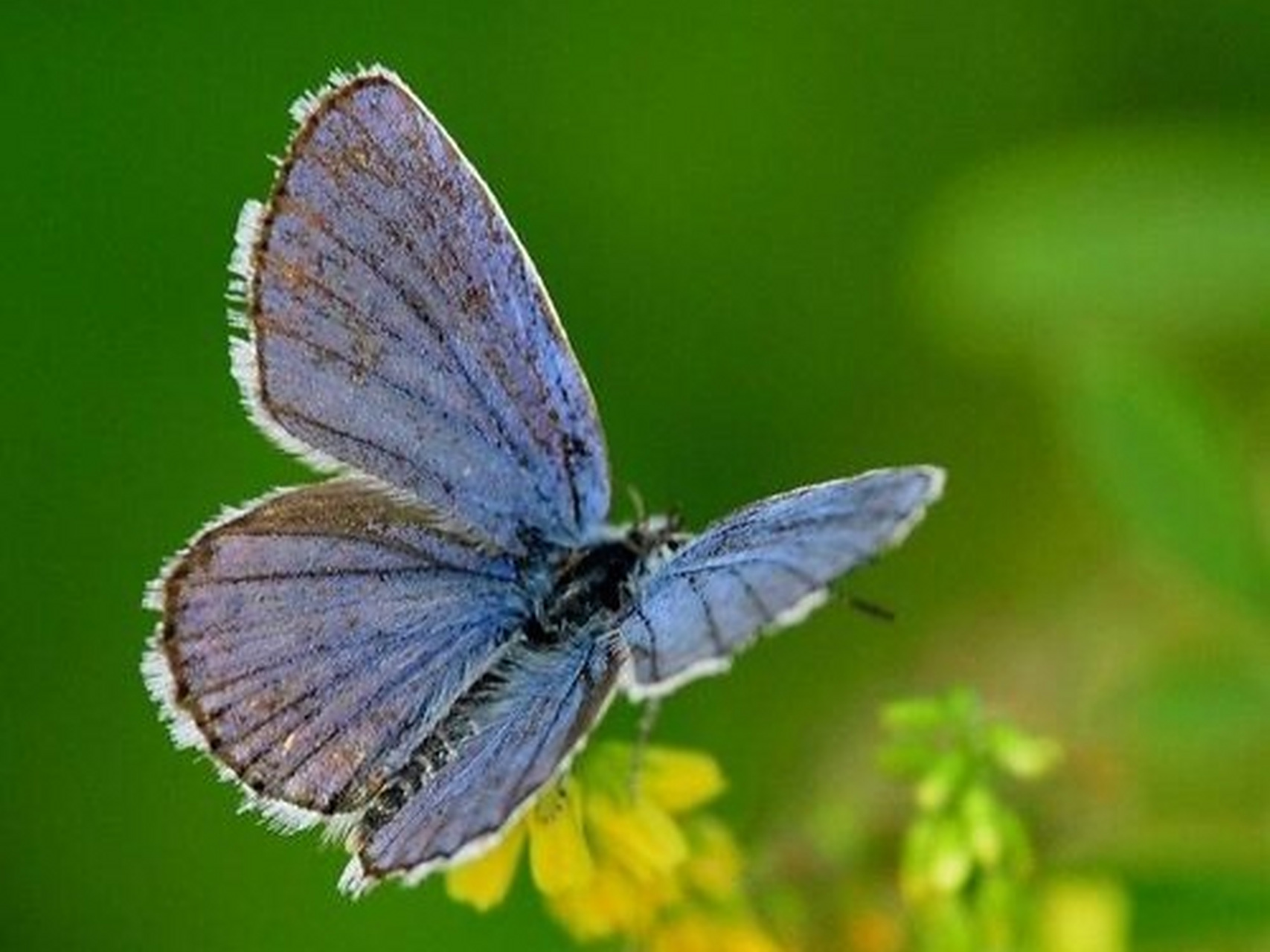 追蝶记:荧光小粉蝶,身形小巧,灵动活泼,在花草间飞舞穿梭,用它们的