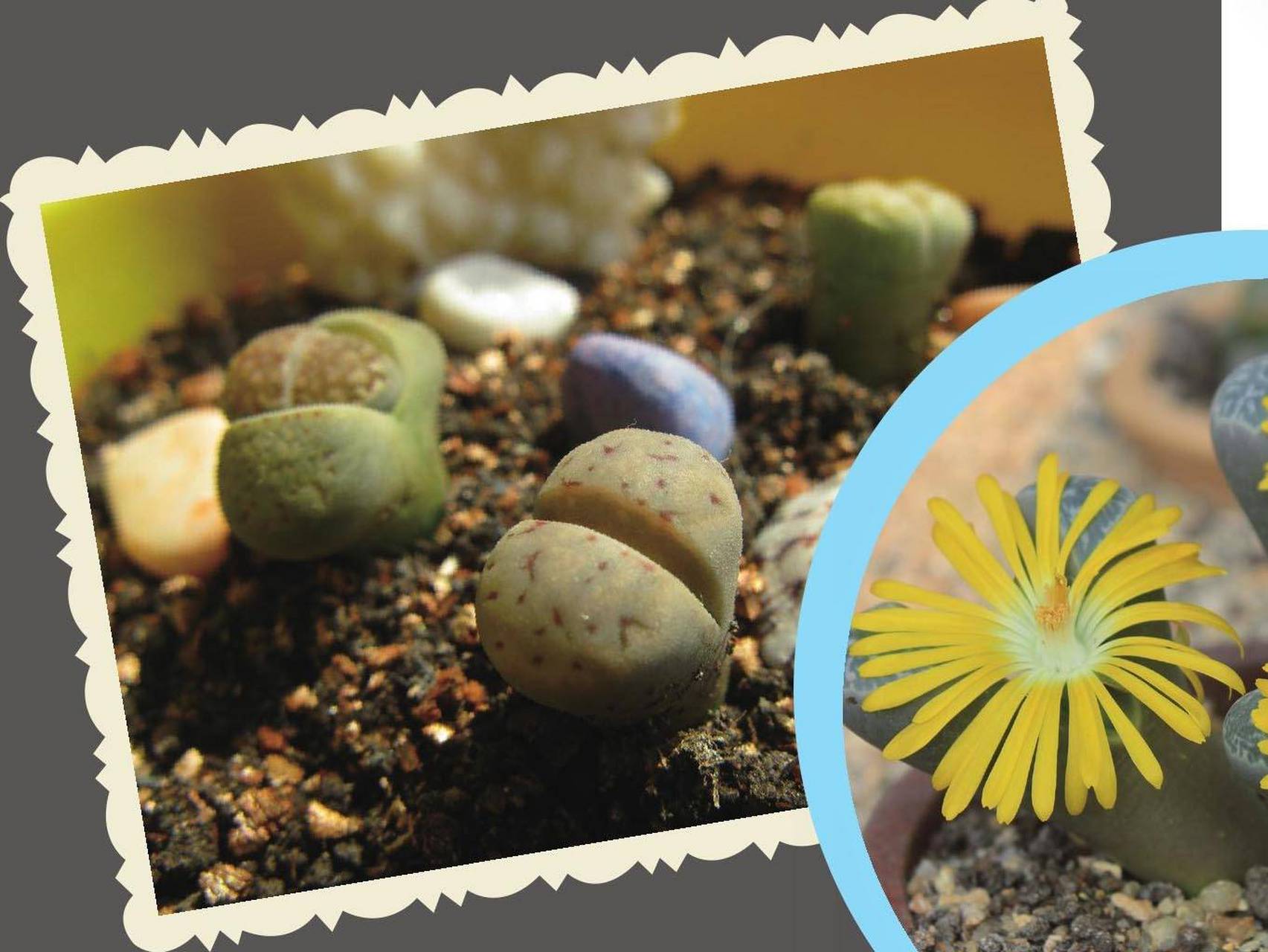 多肉植物--石头花  在非洲南部及西南部干旱而多砾石的荒漠上,生长着