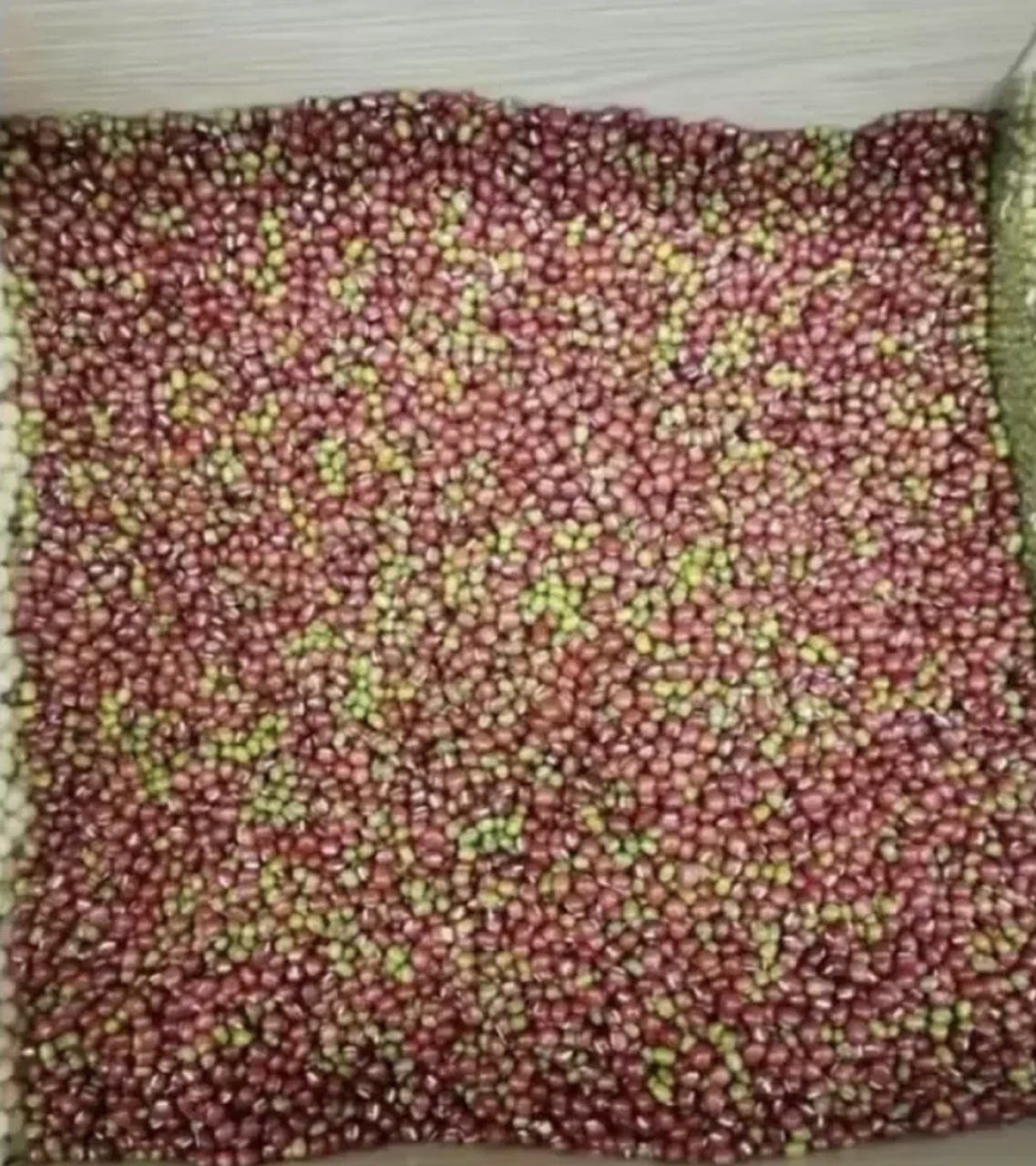 有什么方法可以快速把红豆绿豆区分开吗?不买就别捣乱呀,这活真难干