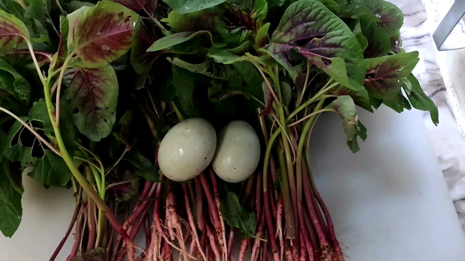 来一道红苋菜皮蛋汤,清热解毒,简单快捷,营养好喝