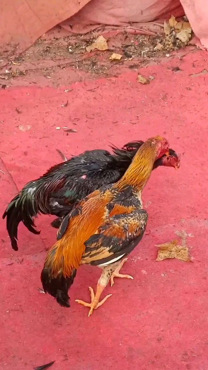 泰国斗鸡对战缅甸斗鸡:黑鸡泰国斗鸡血统,黄鸡缅甸斗鸡血统