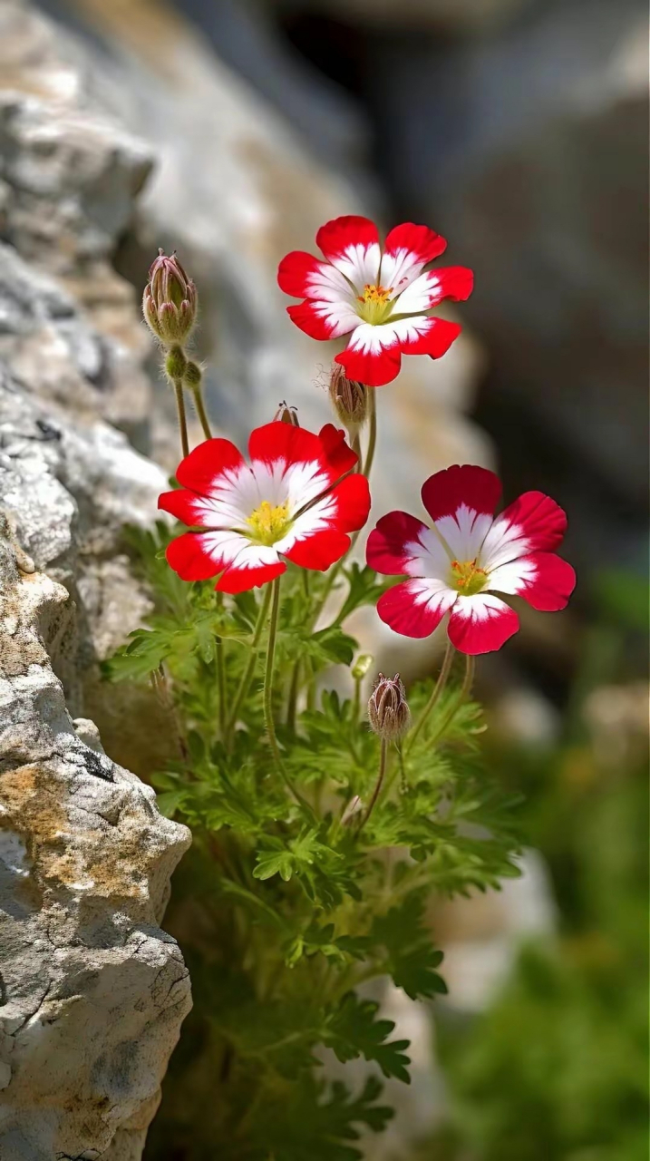 石缝中的小花,生命力如此顽强
