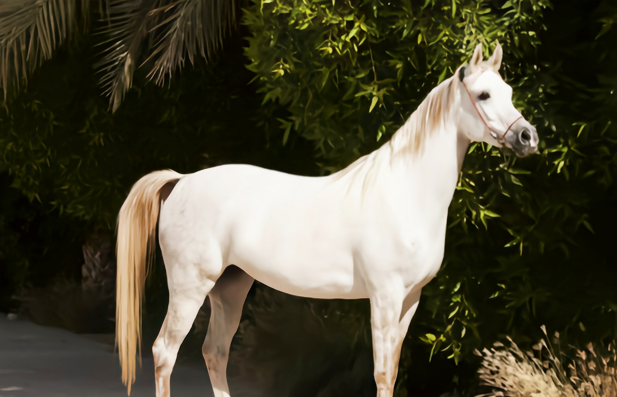 每天认识一种动物——阿拉伯马 阿拉伯马是世界上最古老名贵的马种