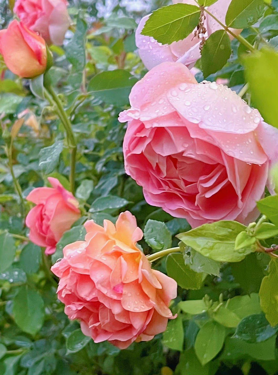 最美的雨中花图片图片