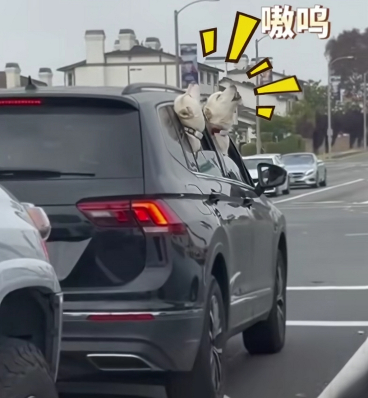 狗狗在路上遇到鸣笛消防车,跟随警笛声仰天长啸它们这是找到组织啦