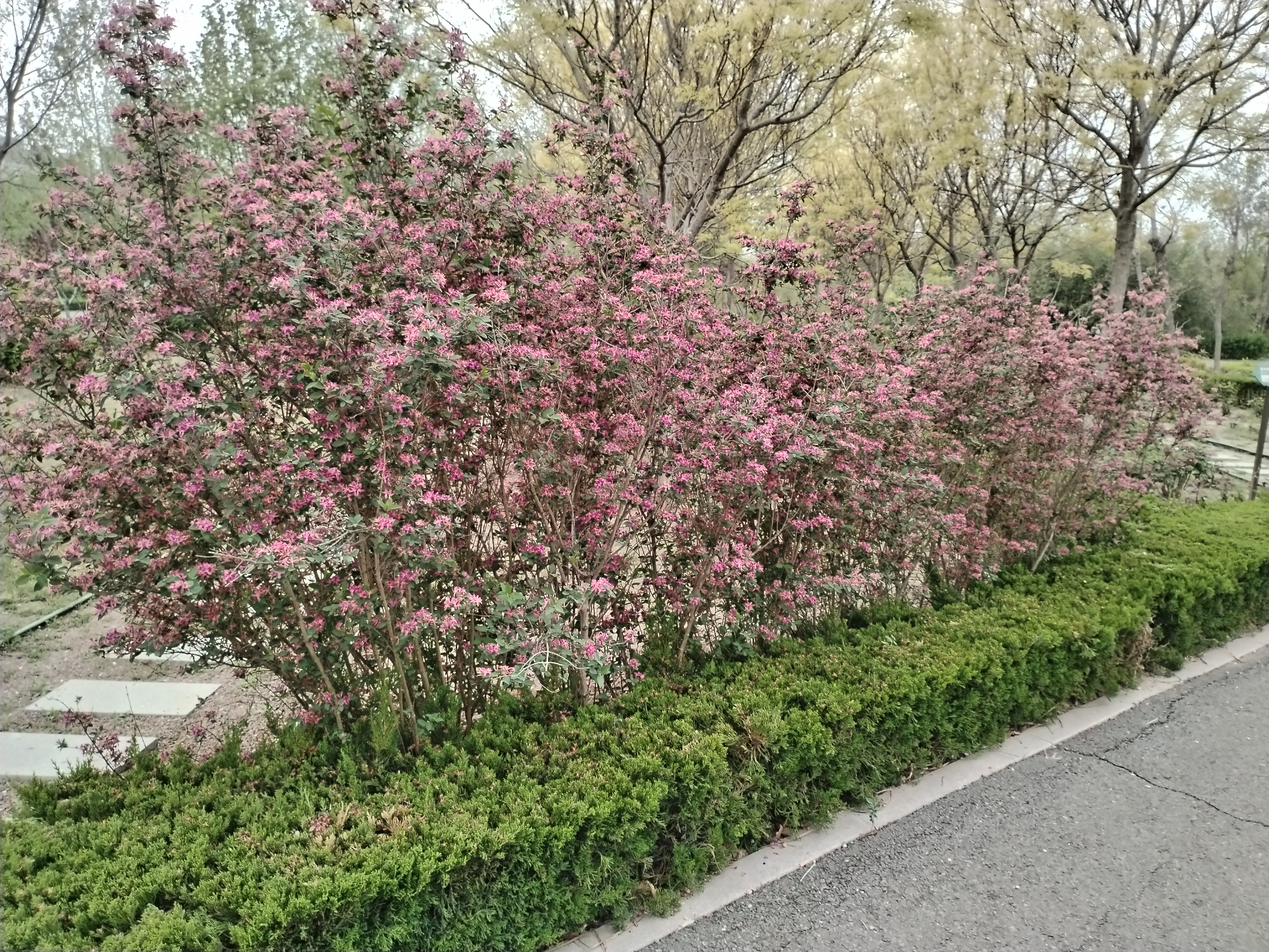 无棣清波烟雨植物园
