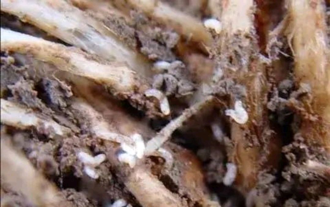 板蓝根根结线虫及根蛆,根腐的防治方法