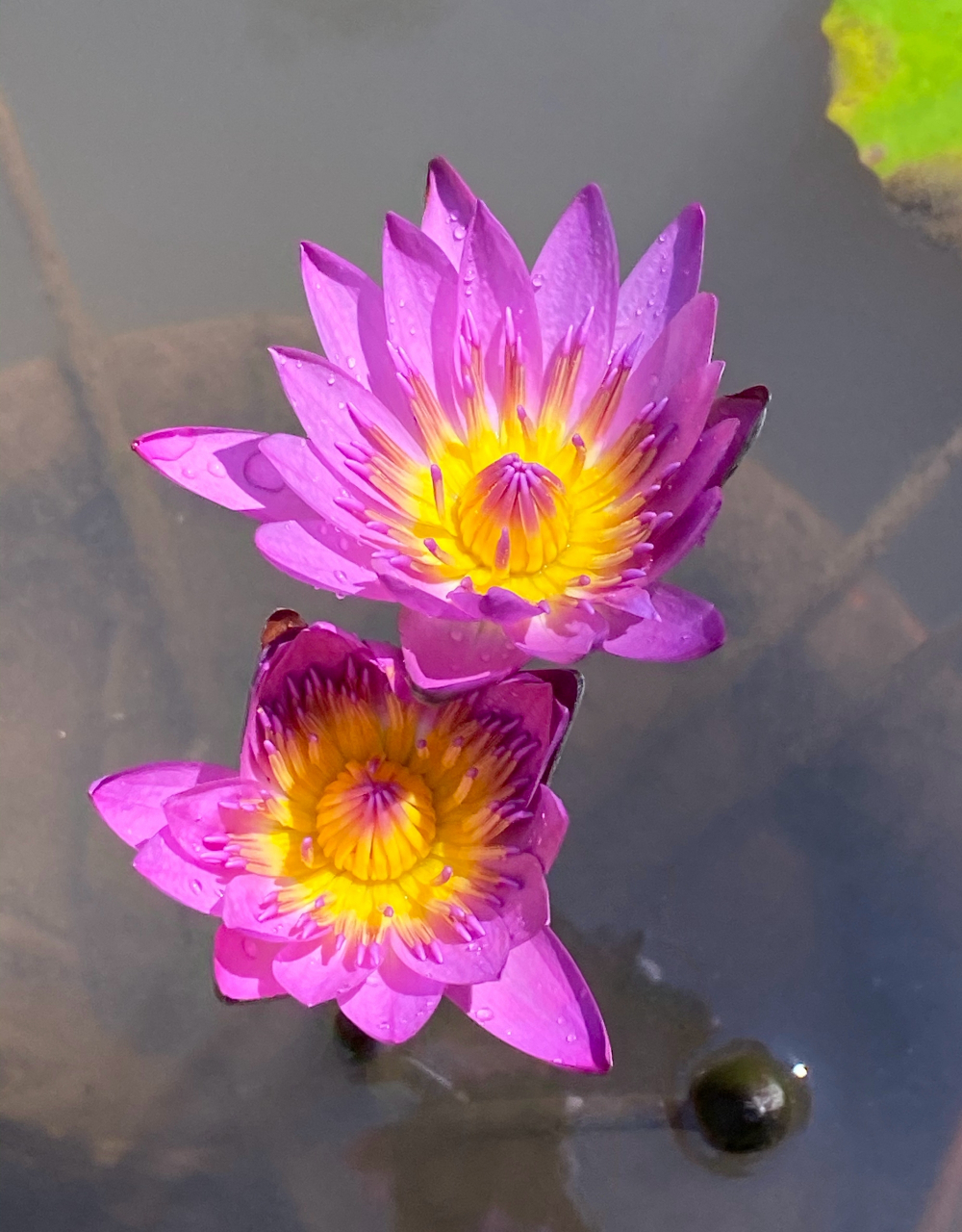 依偎,并肩秀恩爱的鲁比睡莲 #美好假期在旅途