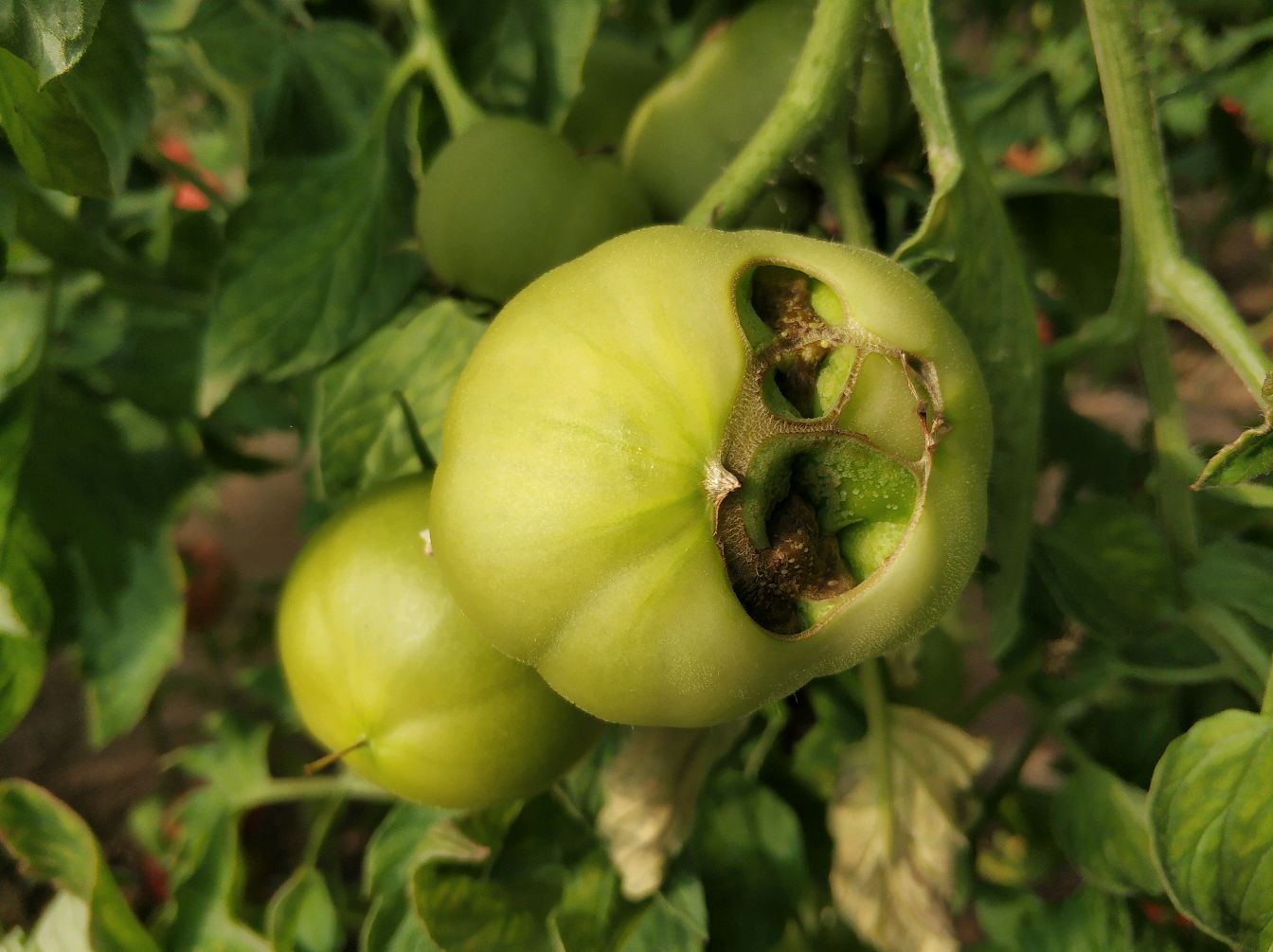 番茄出现大面积裂果的原因是找到了!