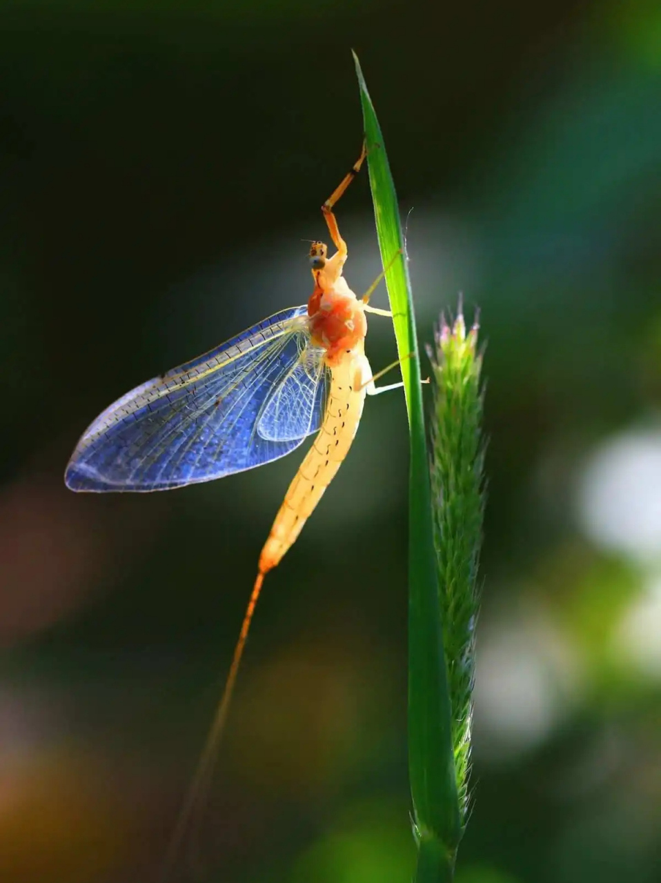 蜉蝣的美丽与短暂,生命的故事在镜头下绽放