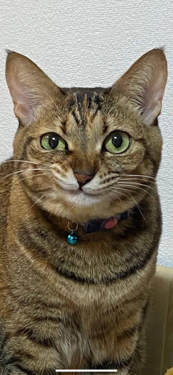 二次元棕色猫表情包图片