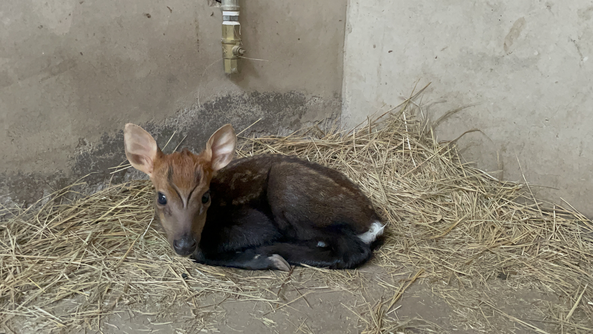 动物印象|黑麂产仔一线实况纪实