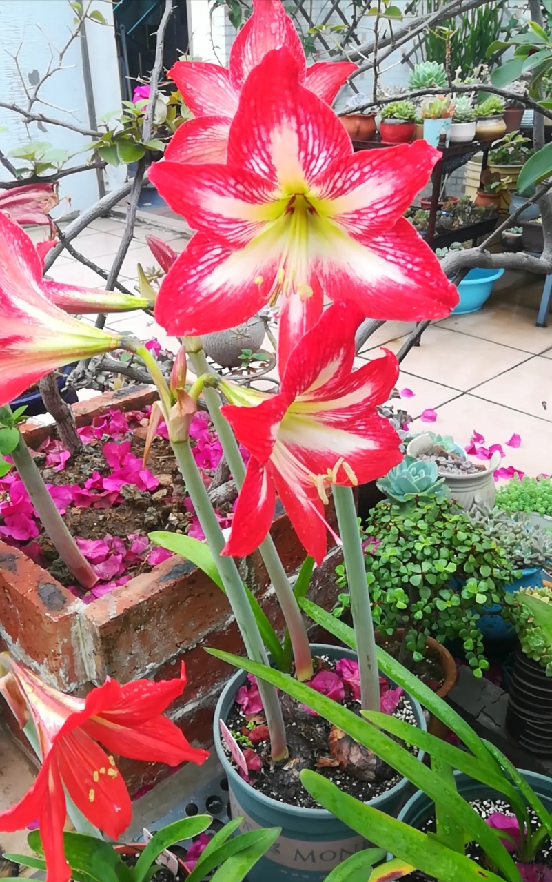 朱顶红四川女王逐渐绽放中 四川女王是土朱中非常出色的,群开一完很