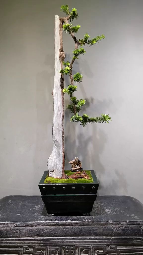 文人罗汉松,文人雅士的最爱