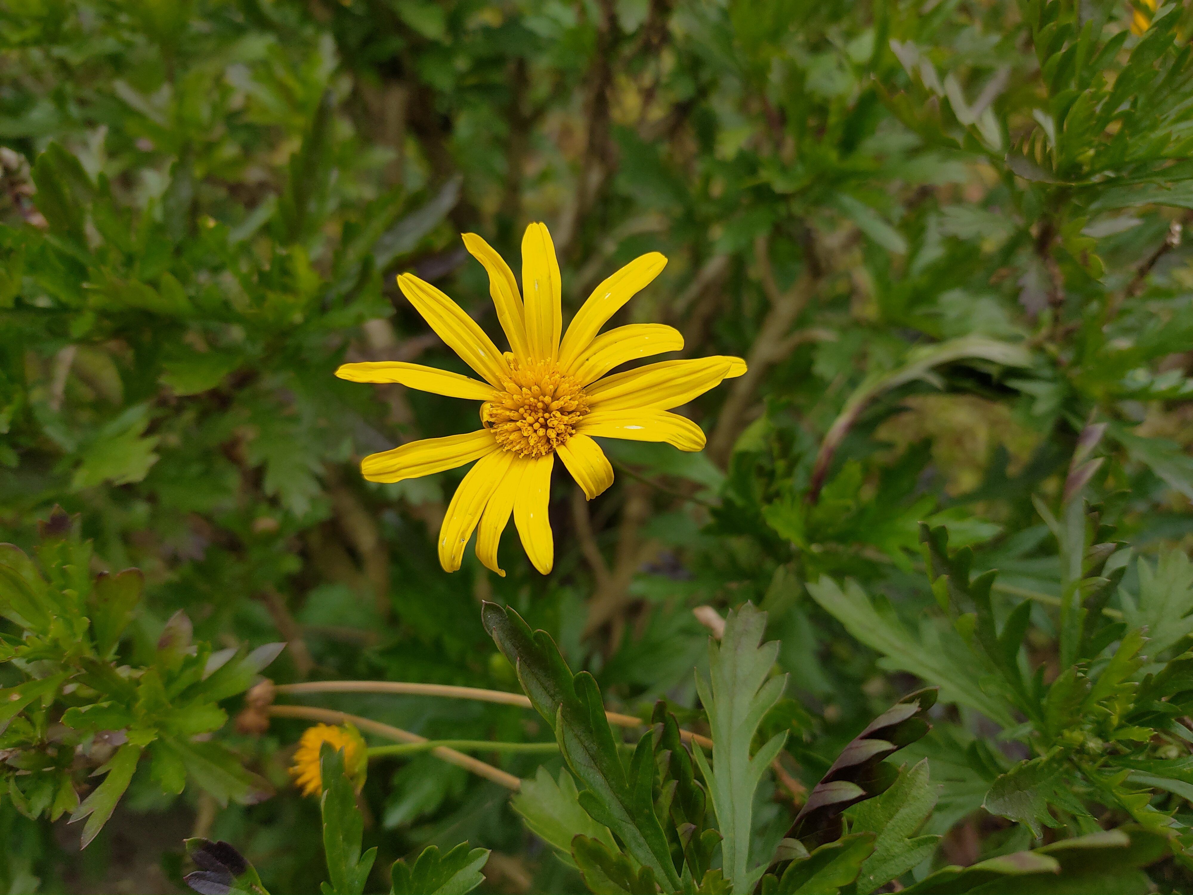 黄金菊——即猫儿菊,是一种菊科猫儿菊属植物,多年生草本花卉