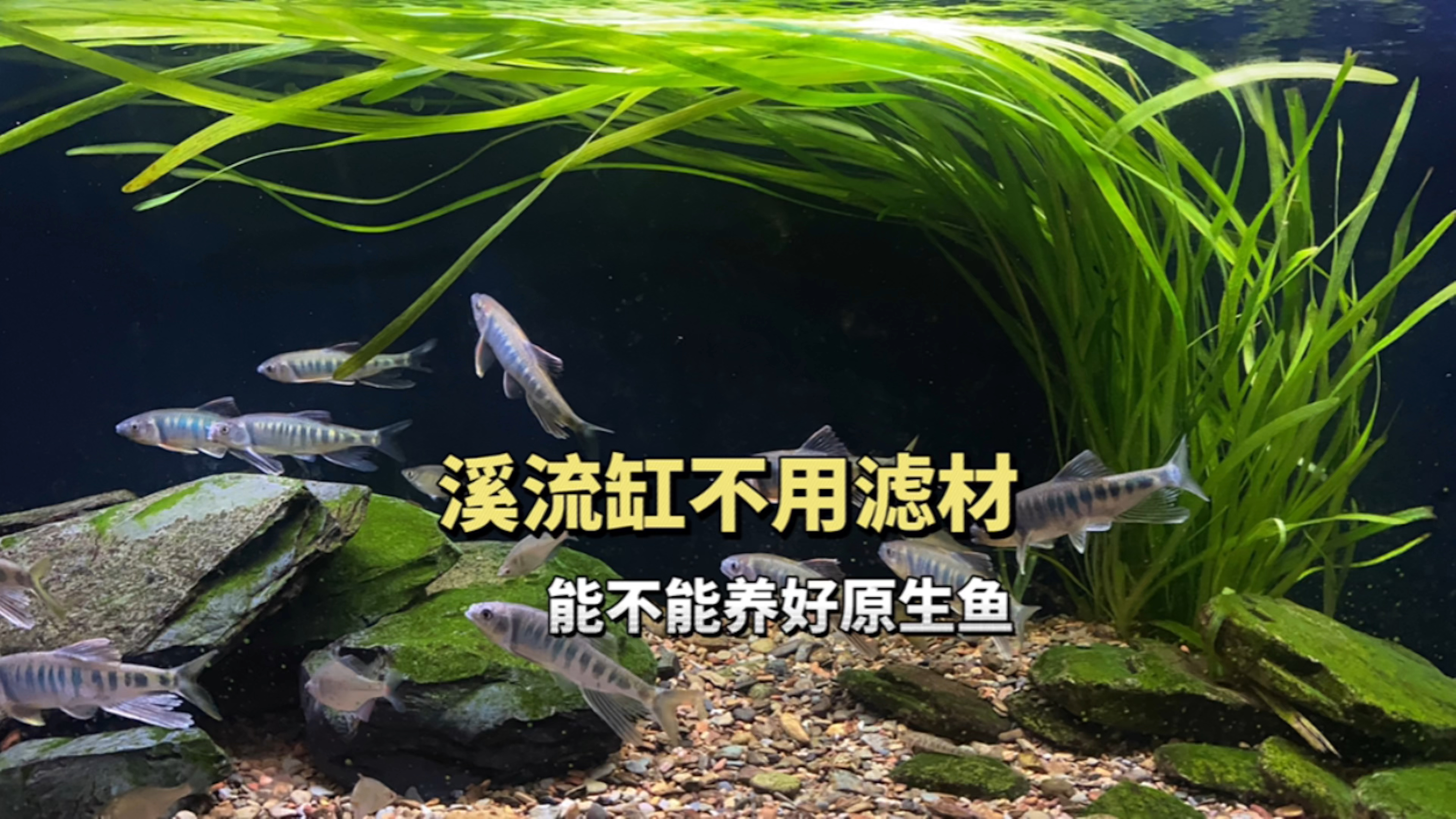 溪流原生缸不用滤材可以养好水吗?只有物理过滤就够了