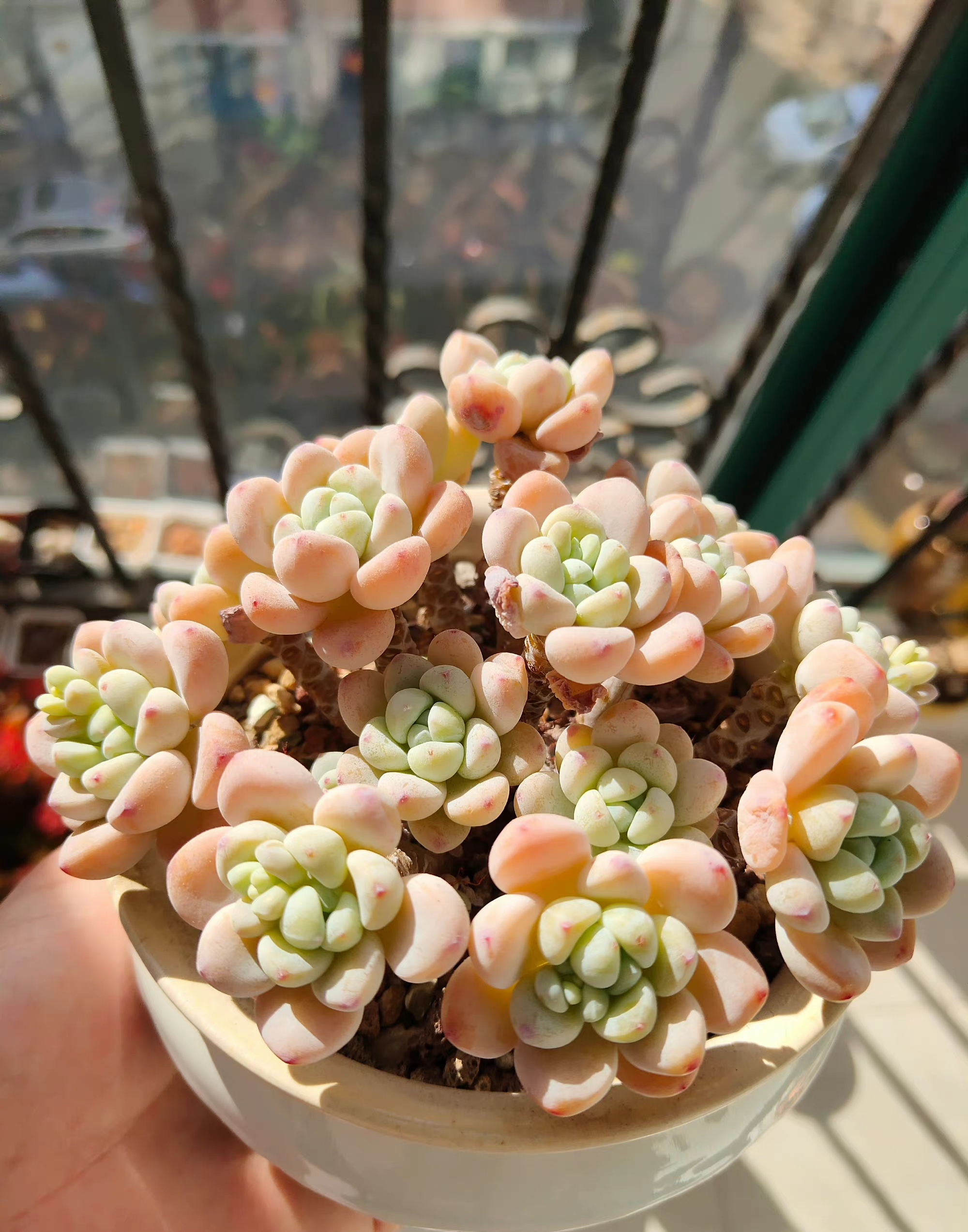 多肉长寿花 et(外星人) 初开黄逐渐变粉 清理掉枯叶的劳尔