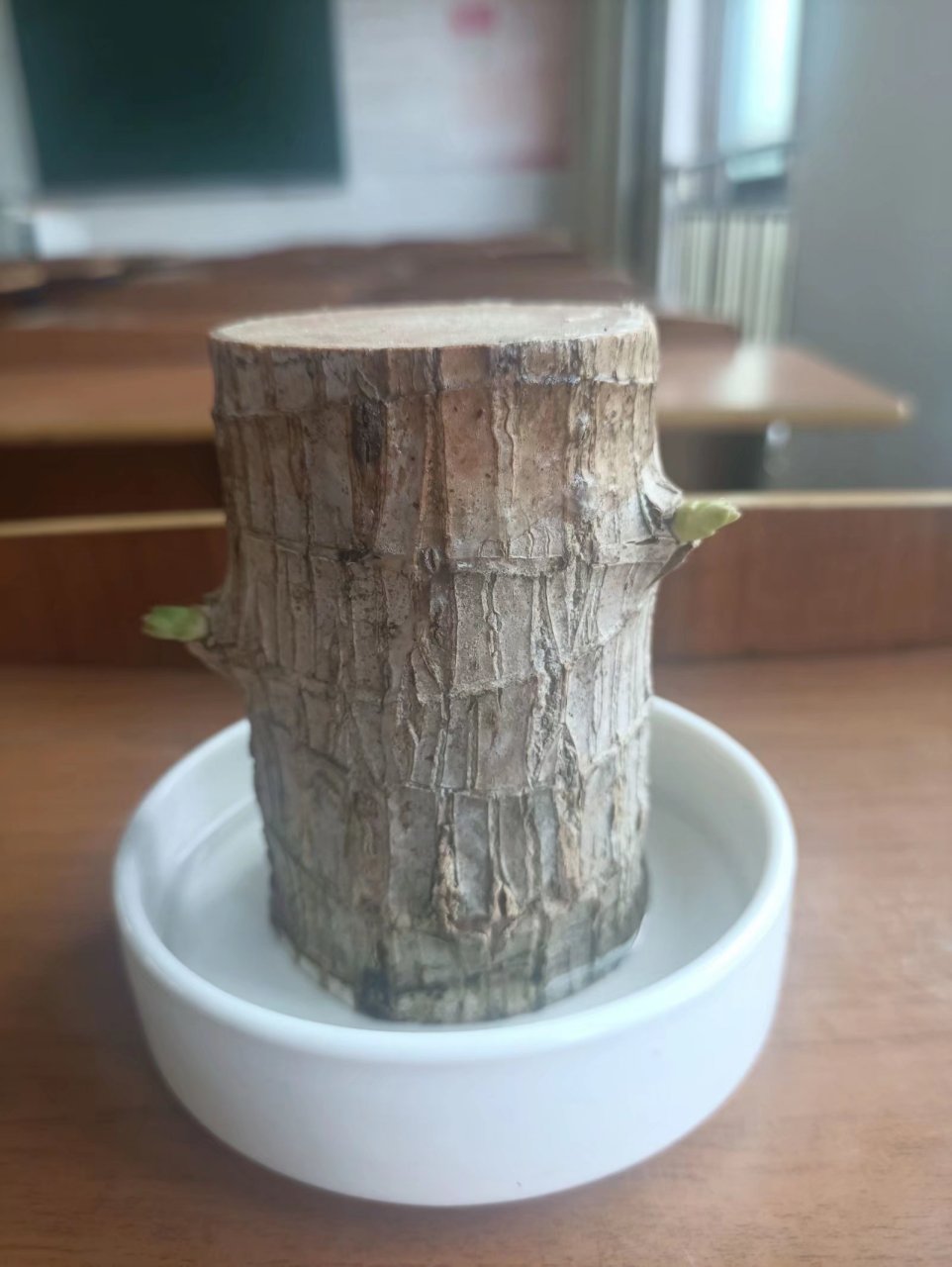 网上买的巴西木发芽了,发芽只需一个月,开花却要十年时间之后.