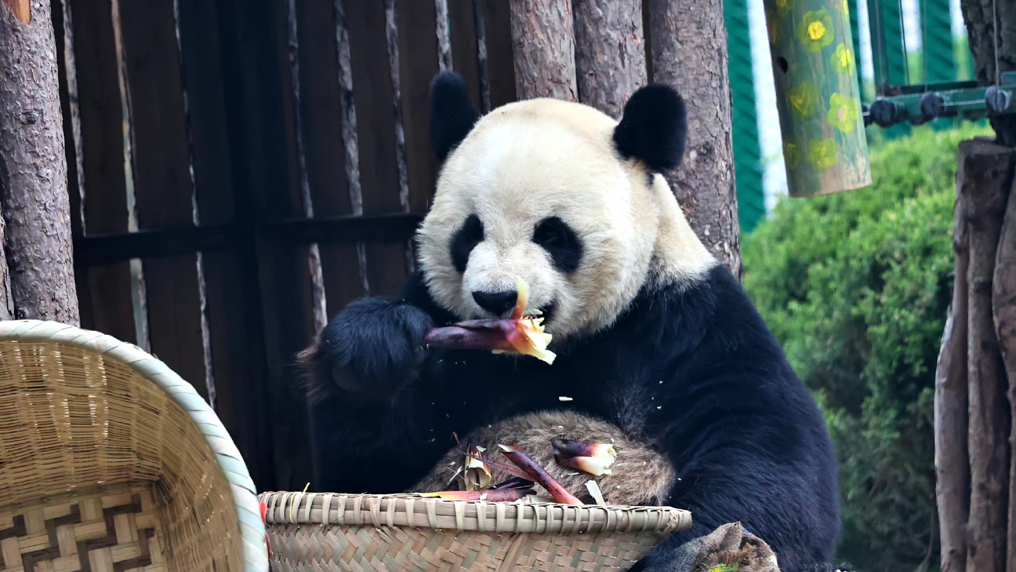 熊猫金虎:不是所有的熊都有媳妇就我没有,听奶妈的