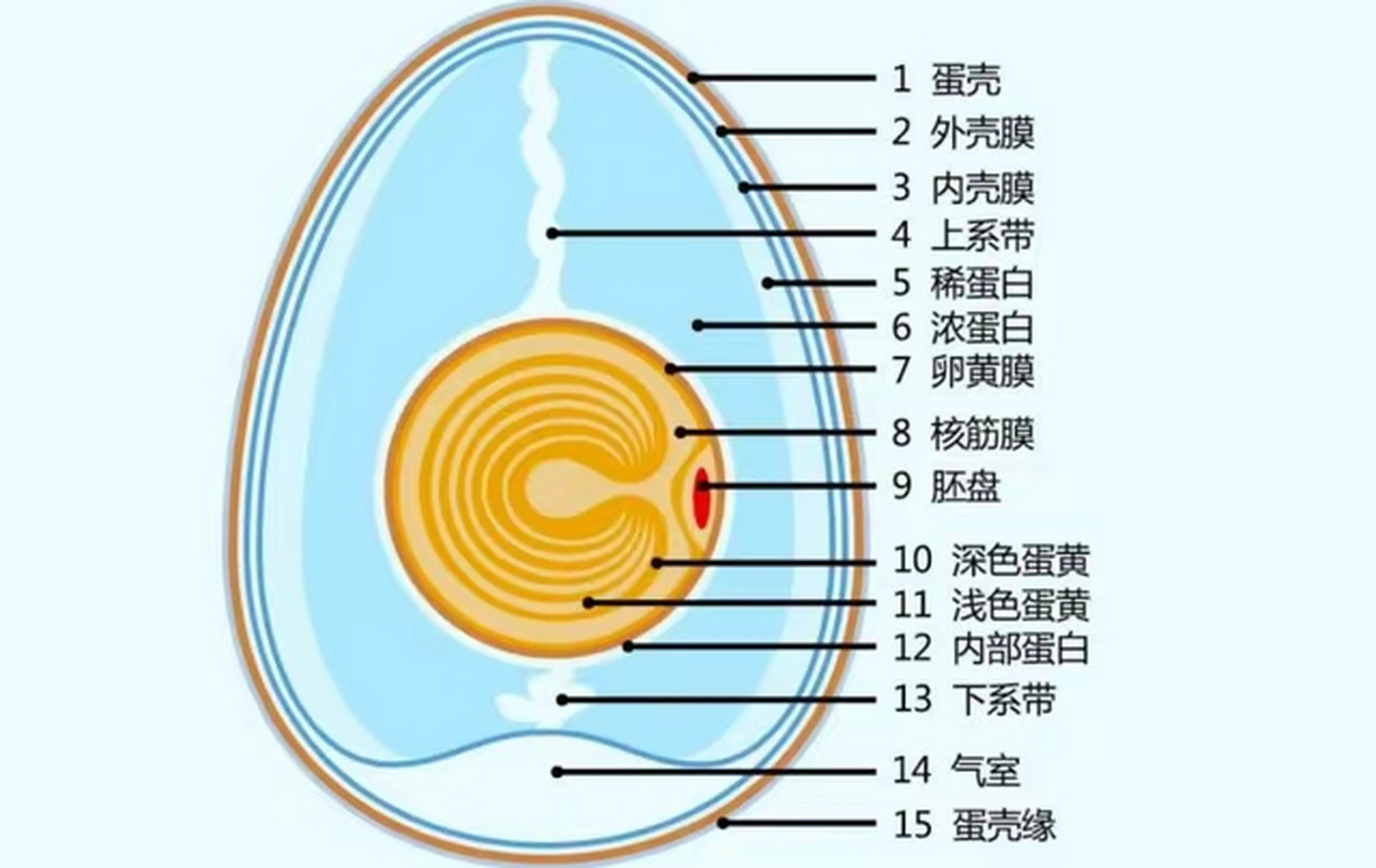 鸡蛋的结构与作用图片