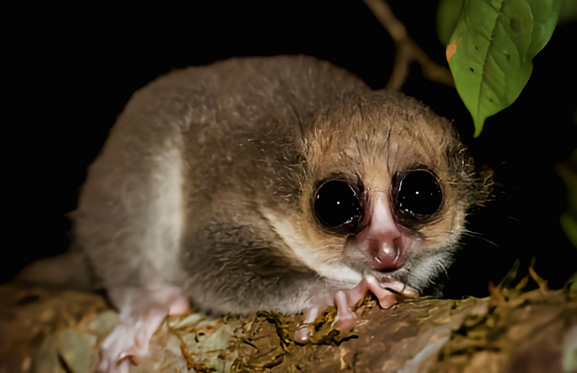 每天认识一种动物——毛耳鼠狐猴 毛耳鼠狐猴马达地斯加特有物种,毛耳