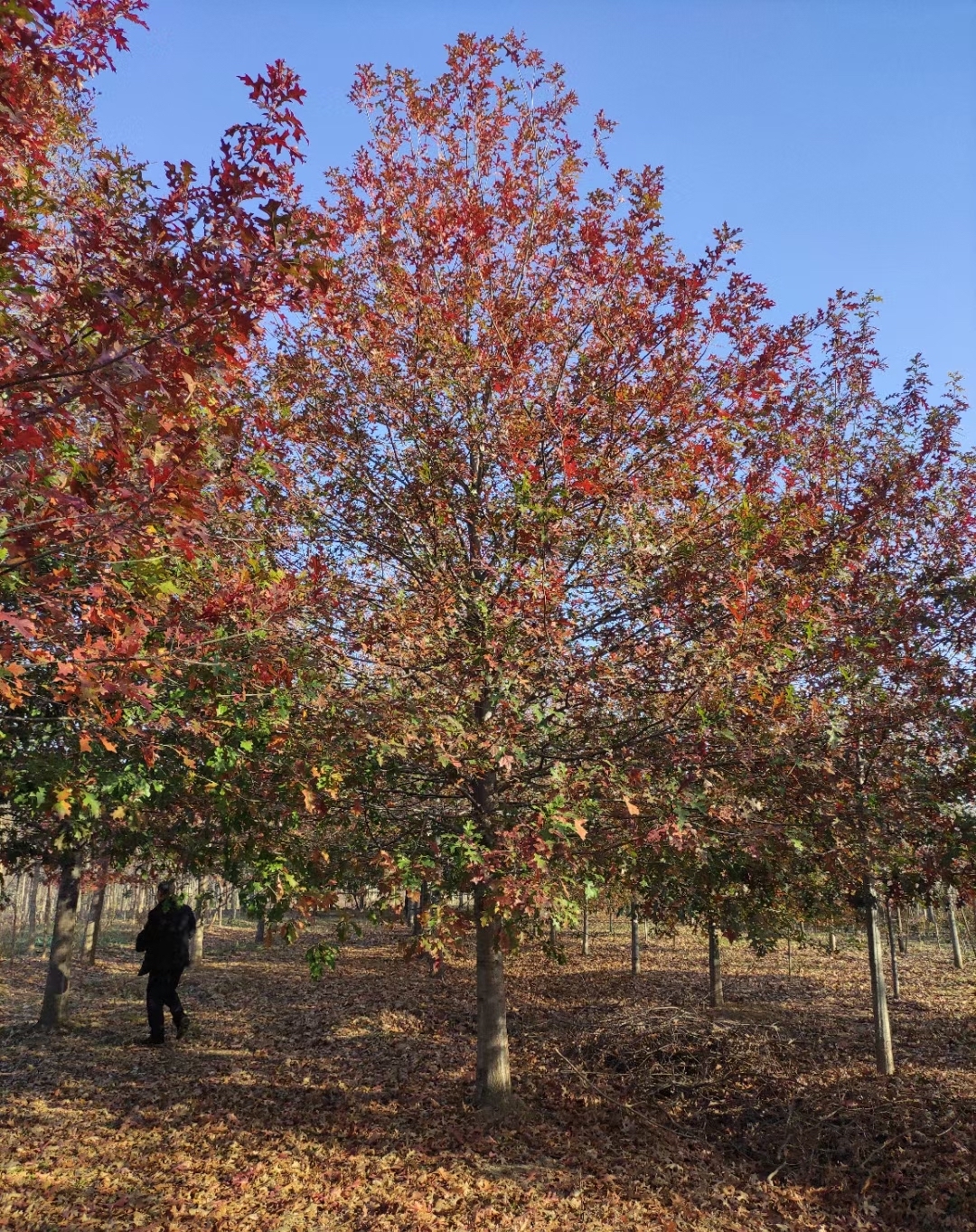 种植娜塔栎树风险图片