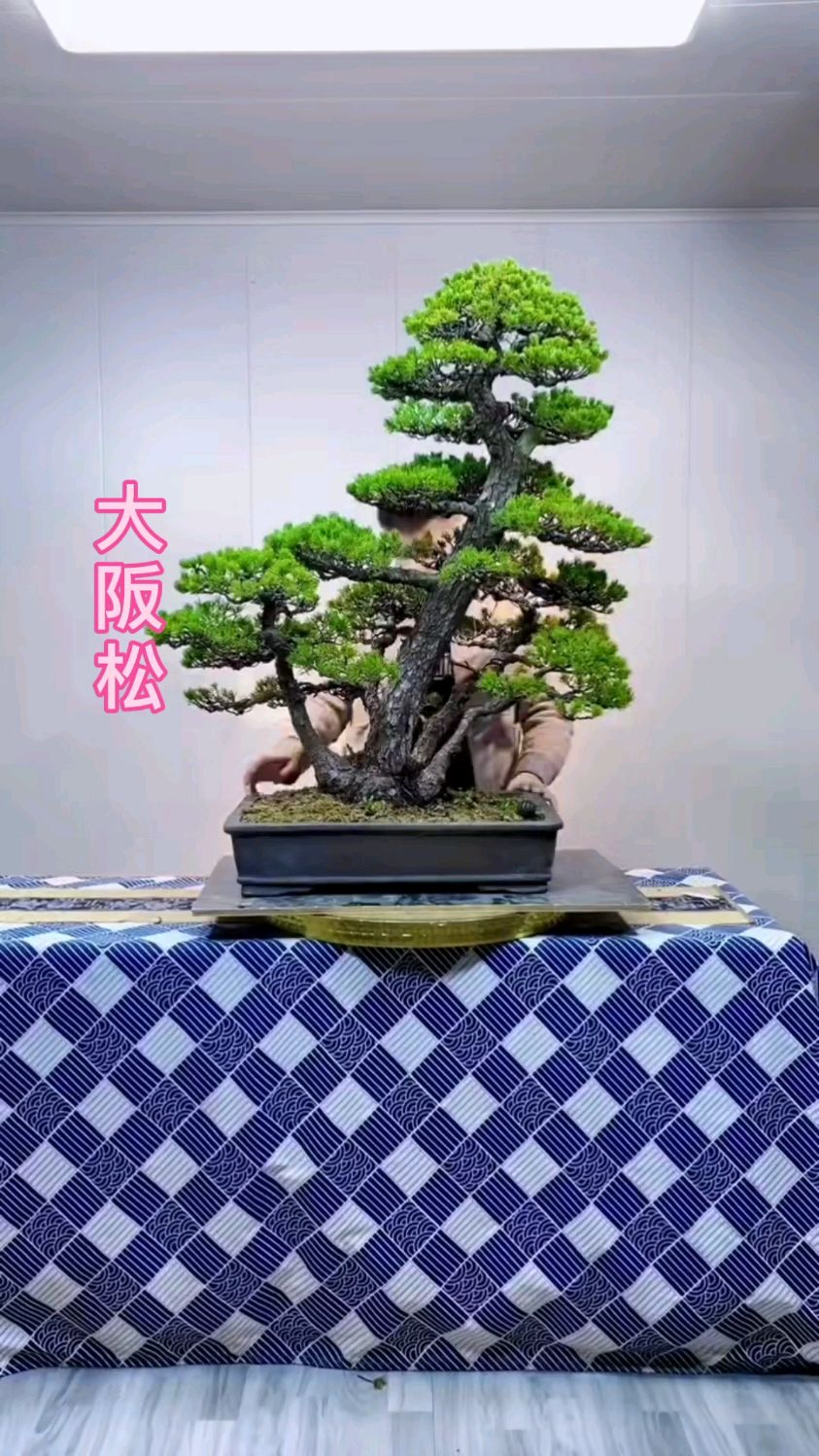 进口九重大阪松,一本丛林精品盆景-度小视