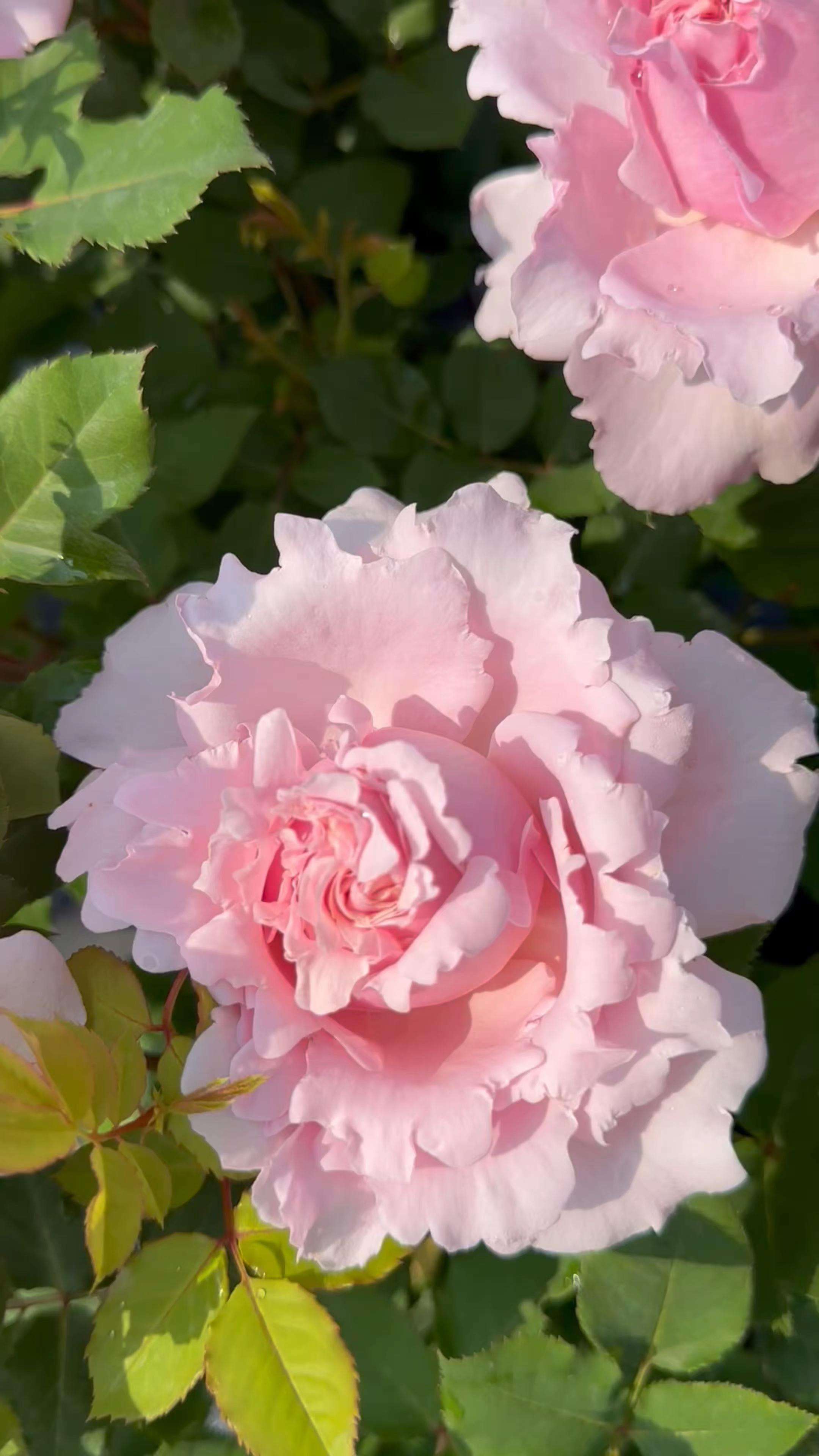 人间富贵花"索菲罗莎"花大浓香涨势快,抗性好,可藤可灌,不耐晒,夏花散