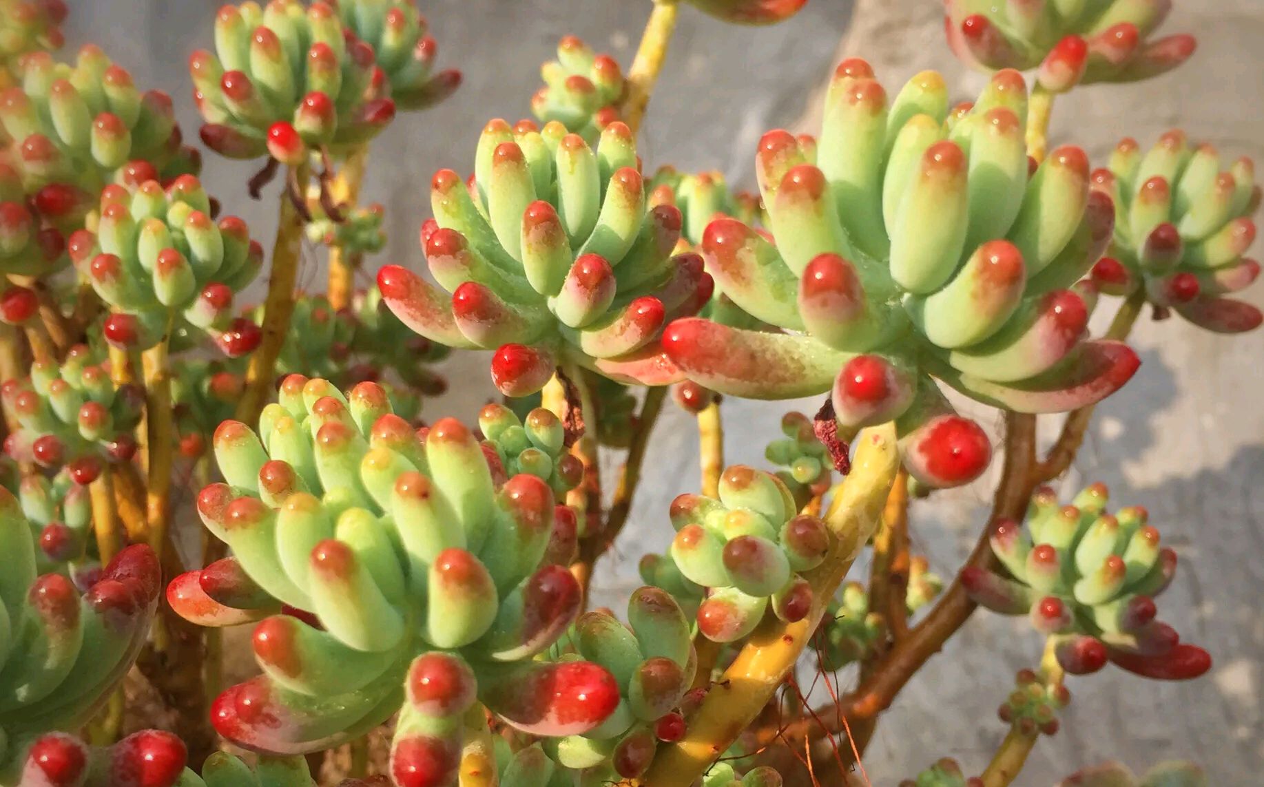 乙女心多肉的养护方法:传递爱与美的绿色植物